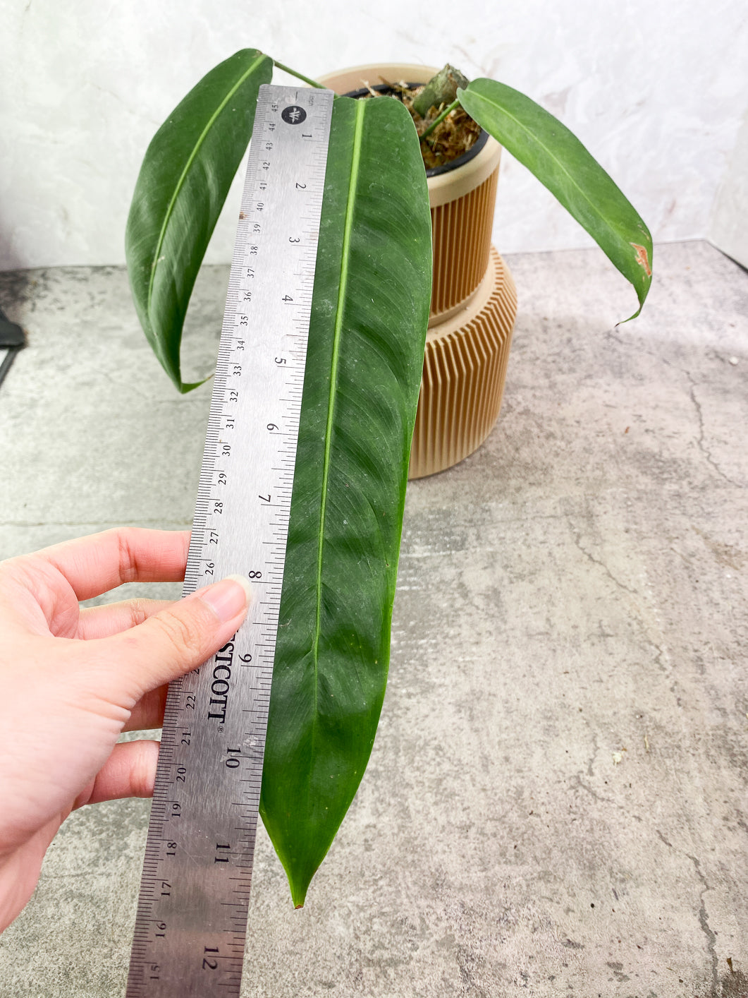 Philodendron Patriciae 3 leaves rooted