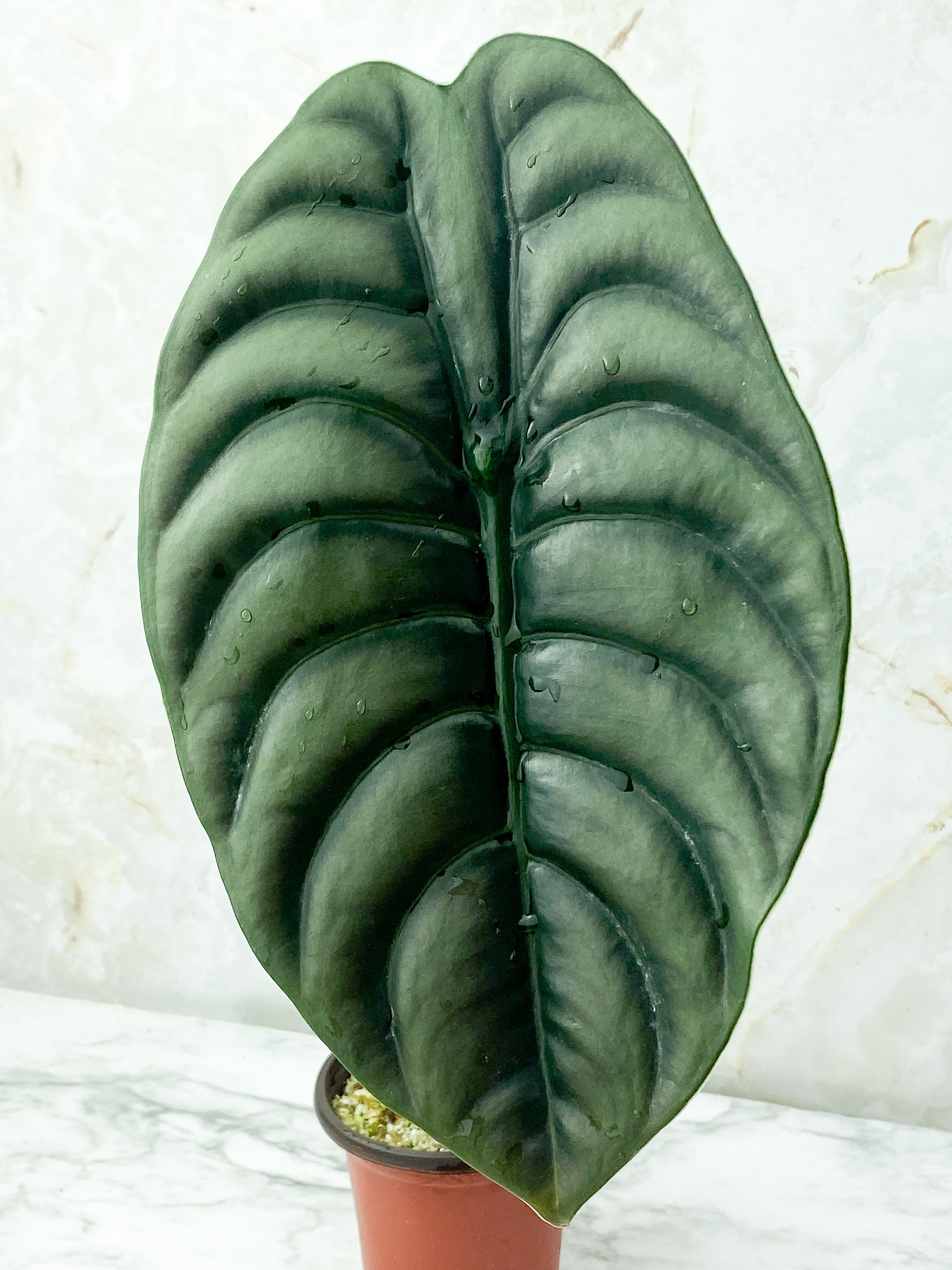 Alocasia Cuprea Rooted