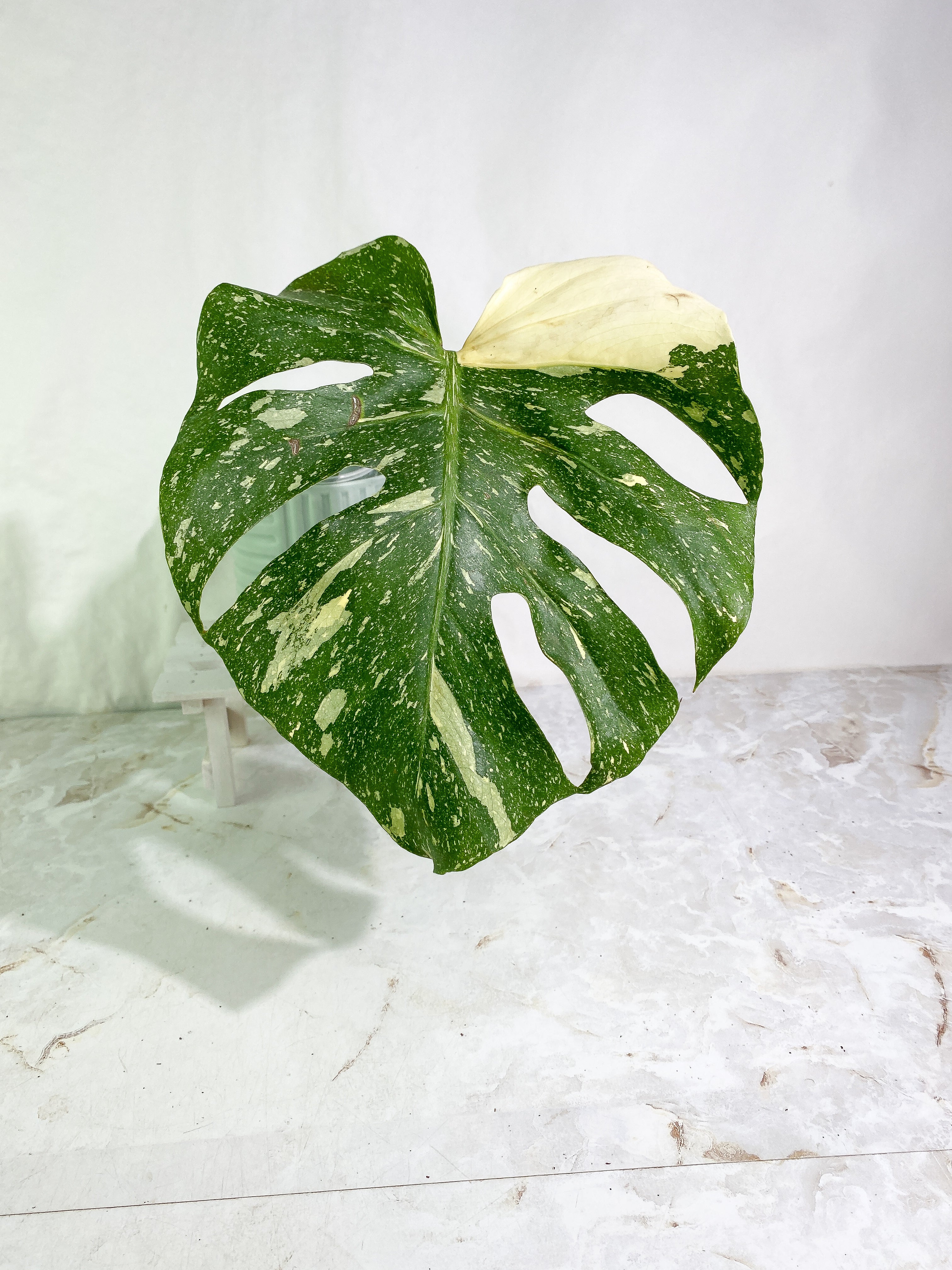 Monstera Thai Constellation Slightly Rooted in soil 1 Highly Variegated leaf 1 sprout Top Cutting