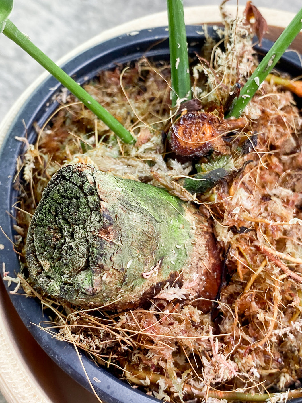 Philodendron Patriciae 3 leaves rooted