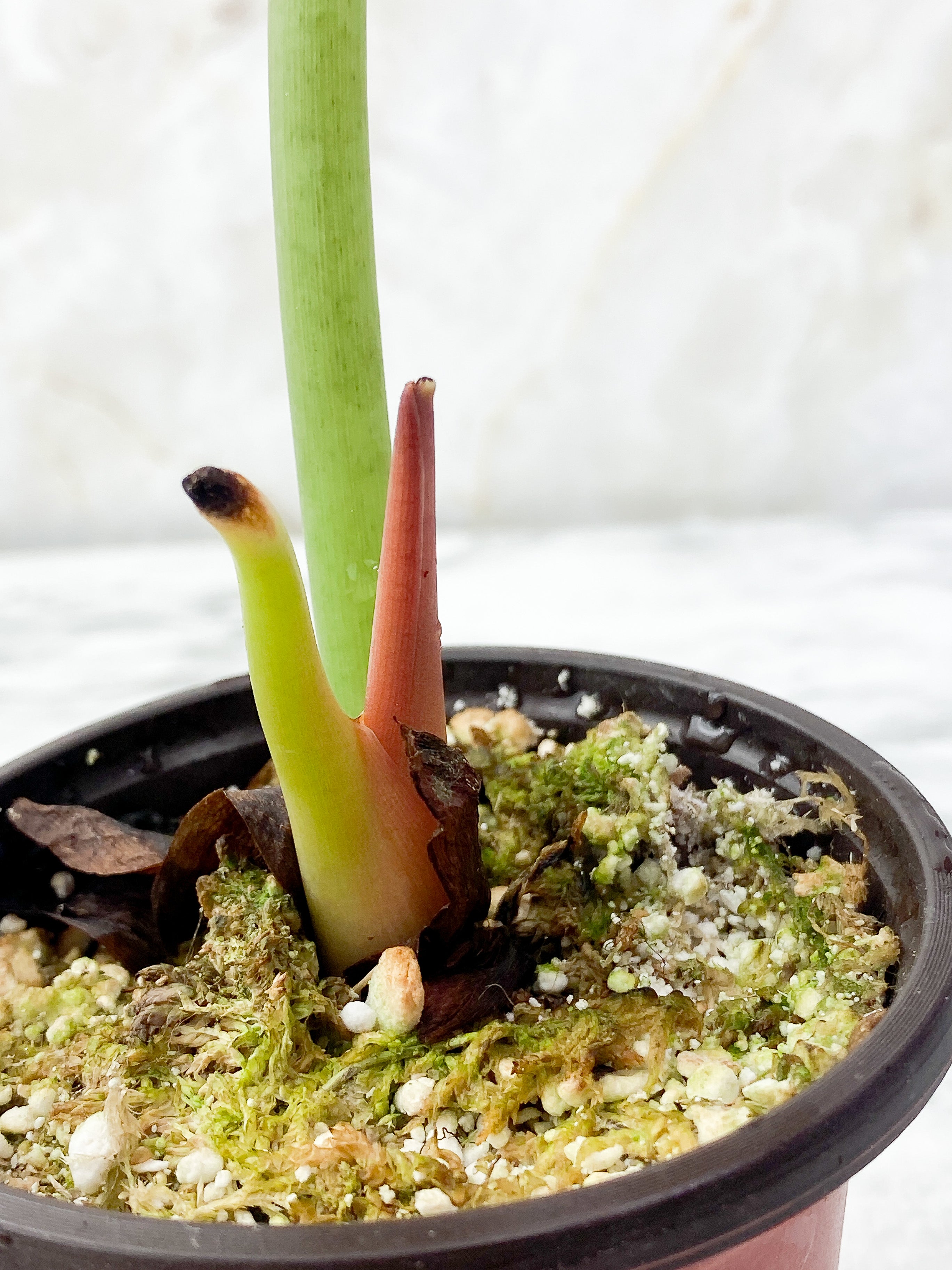 Alocasia Cuprea Rooted