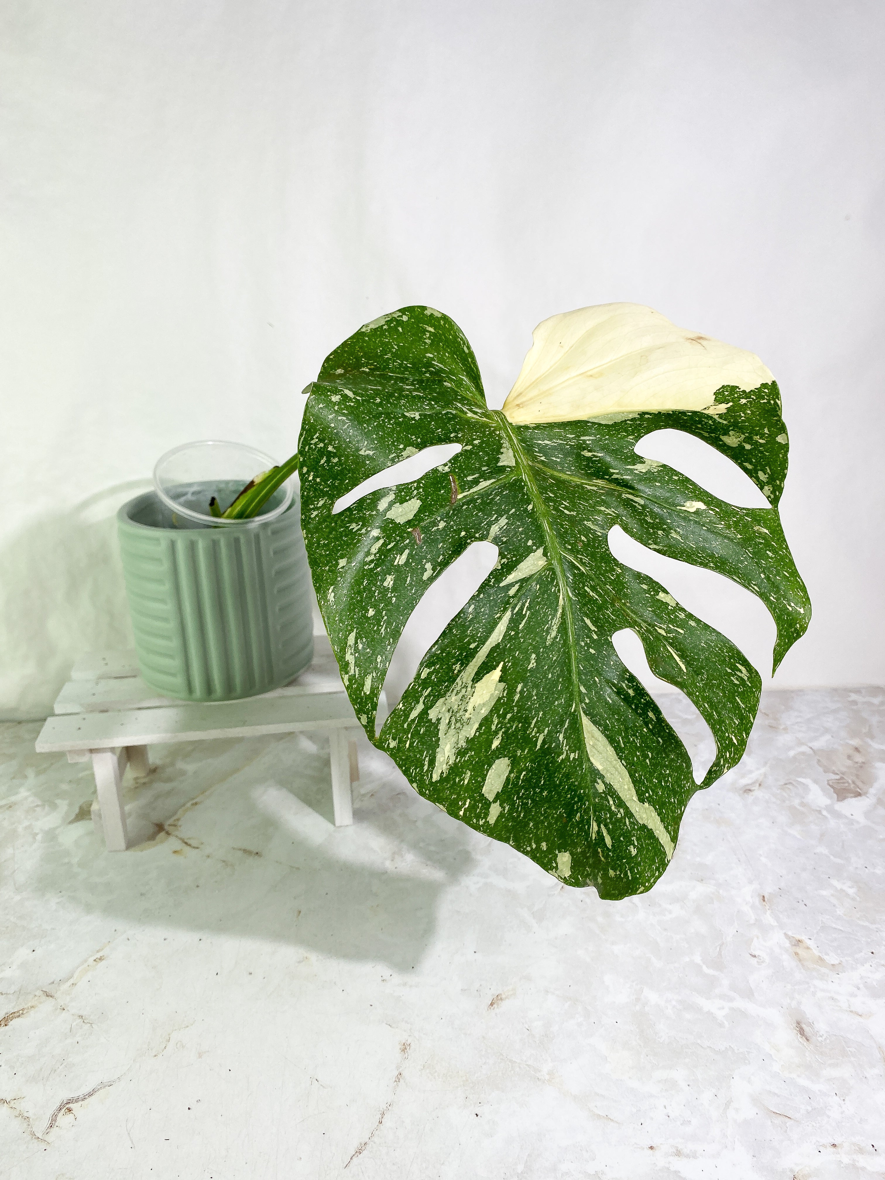 Monstera Thai Constellation Slightly Rooted in soil 1 Highly Variegated leaf 1 sprout Top Cutting