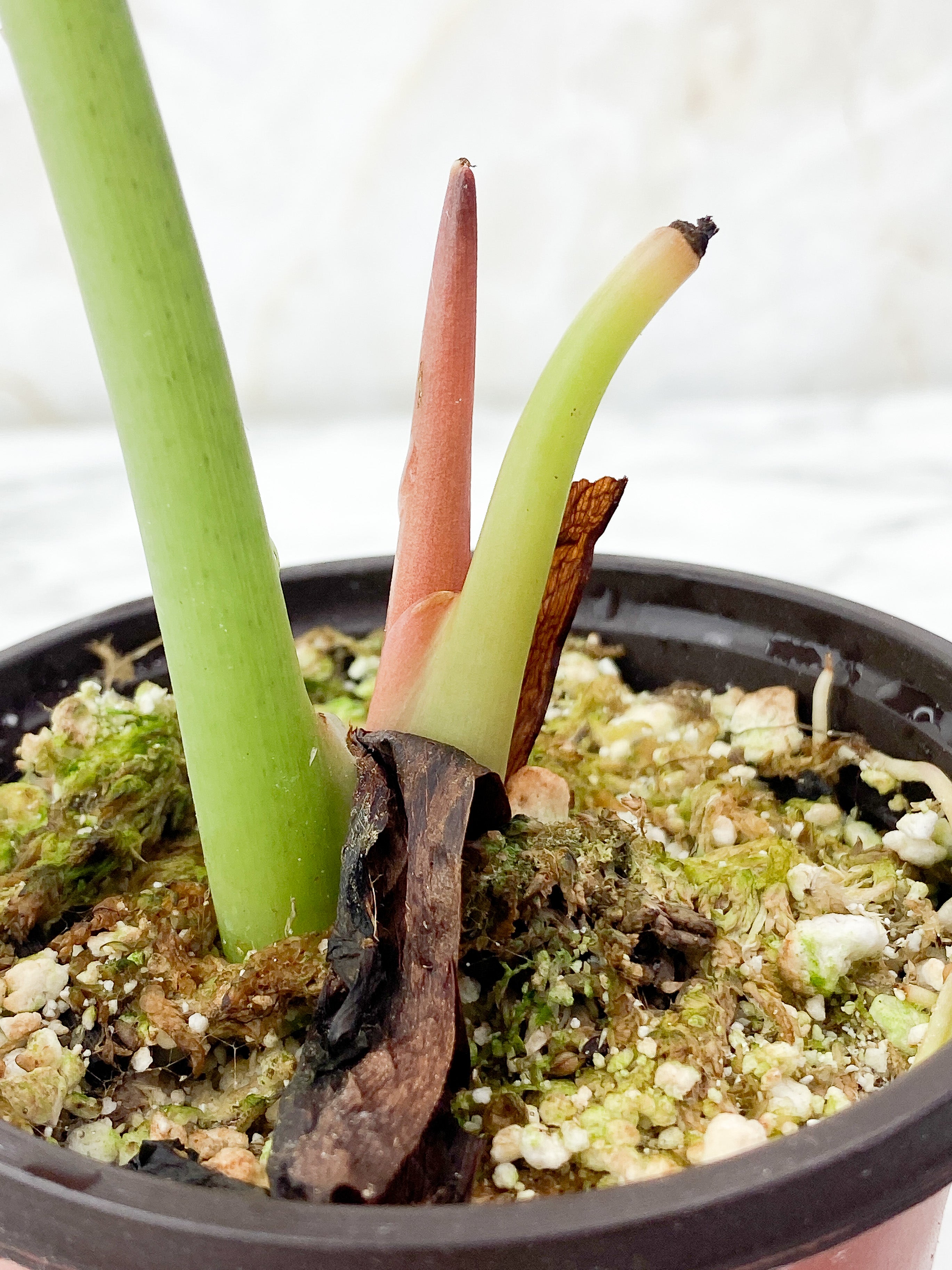 Alocasia Cuprea Rooted
