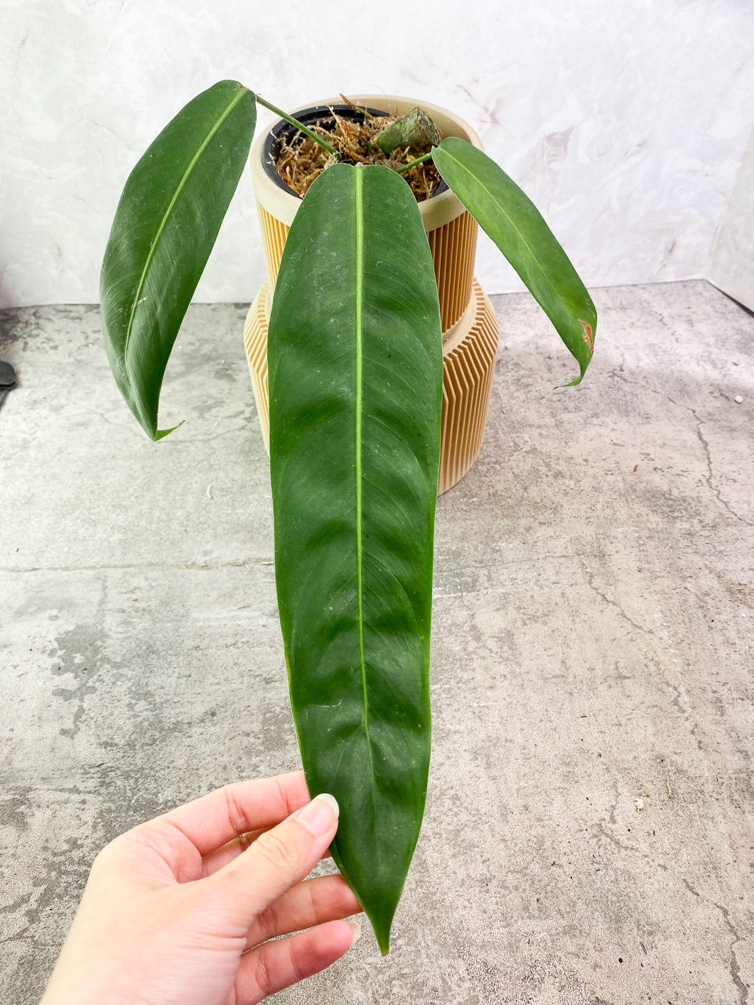 Philodendron Patriciae 3 leaves rooted