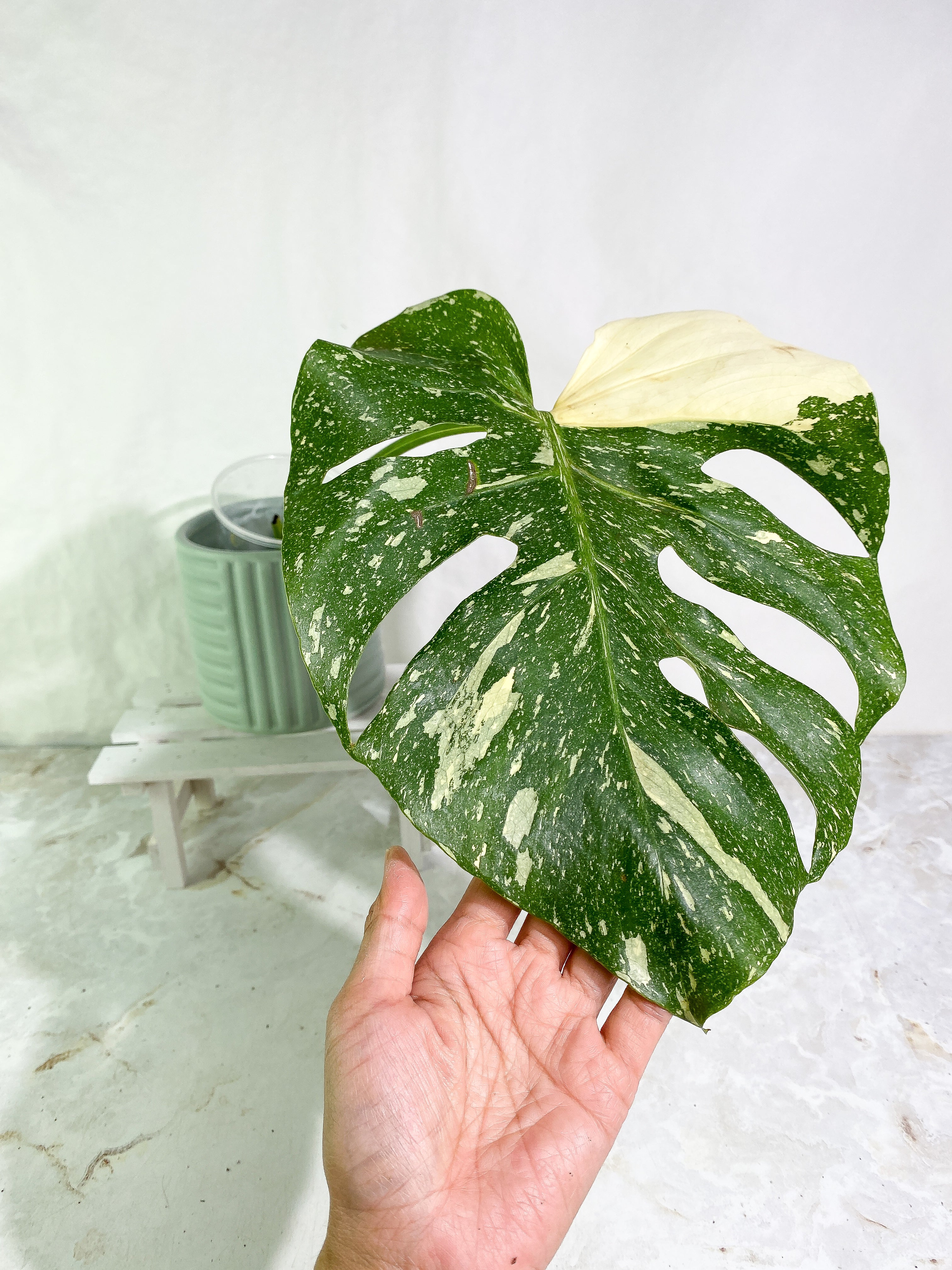 Monstera Thai Constellation Slightly Rooted in soil 1 Highly Variegated leaf 1 sprout Top Cutting