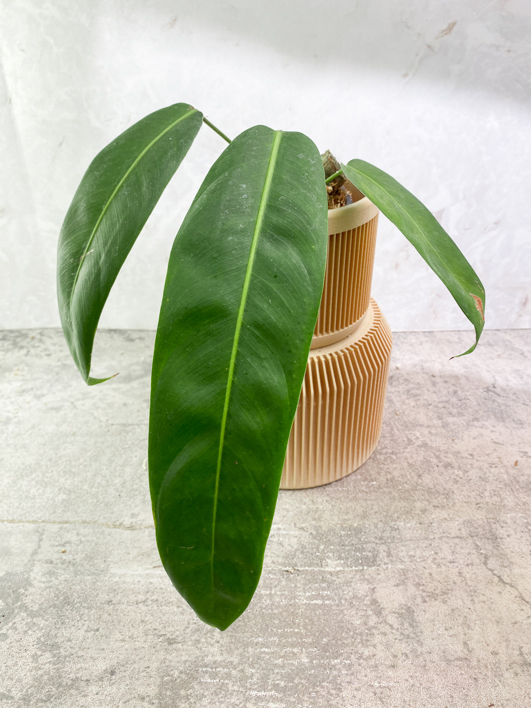 Philodendron Patriciae 3 leaves rooted