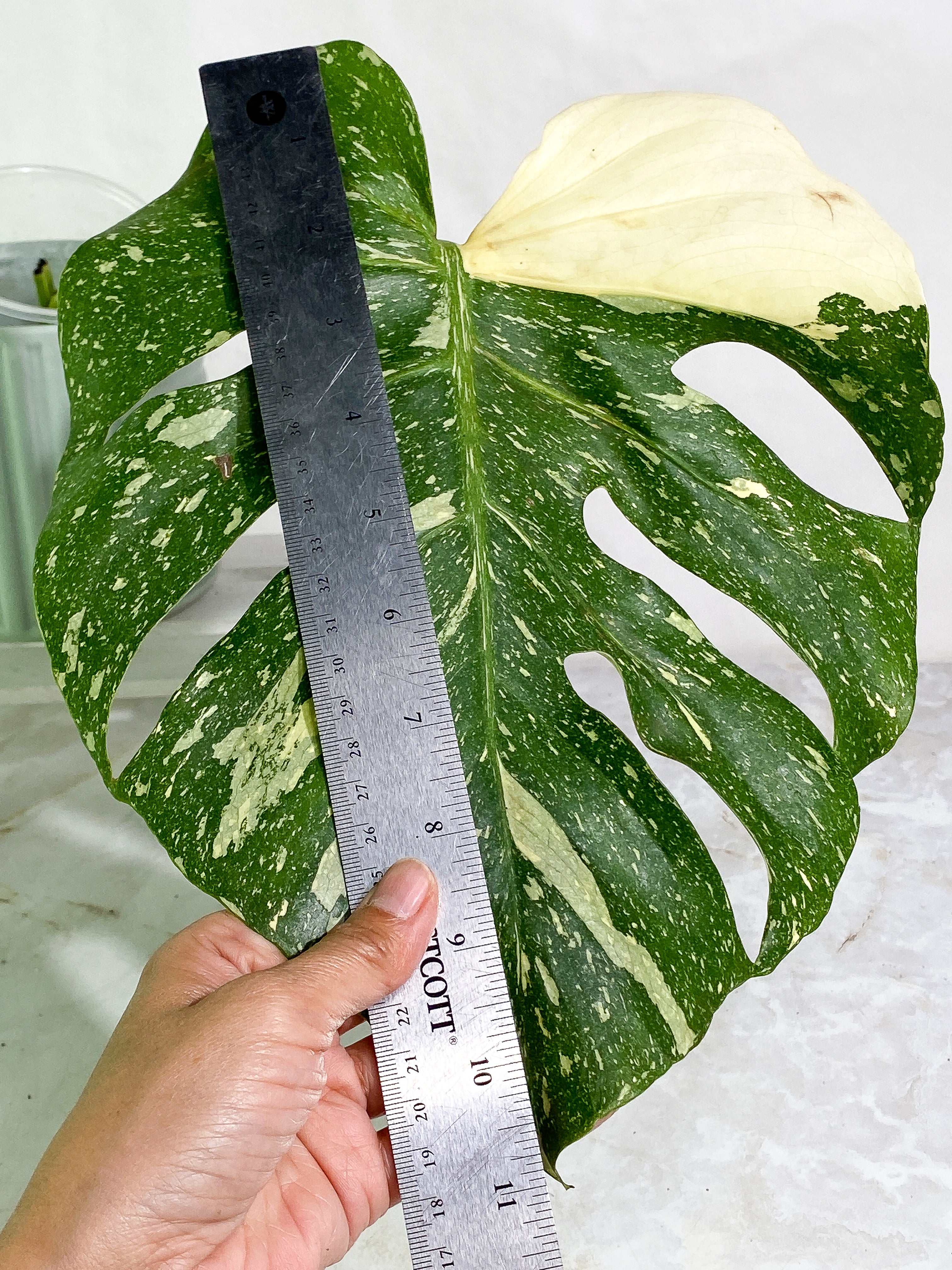 Monstera Thai Constellation Slightly Rooted in soil 1 Highly Variegated leaf 1 sprout Top Cutting