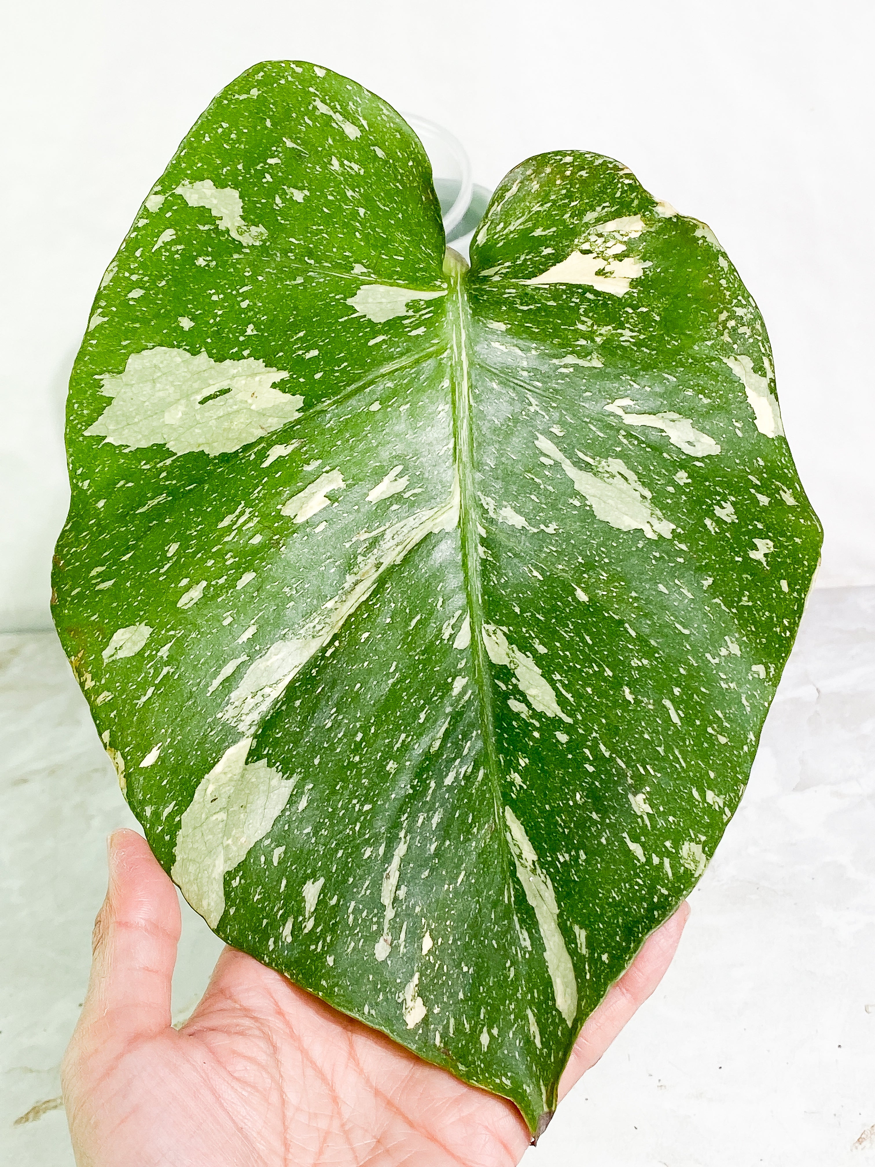 Monstera Thai Constellation 1 big leaf Rooting in soil