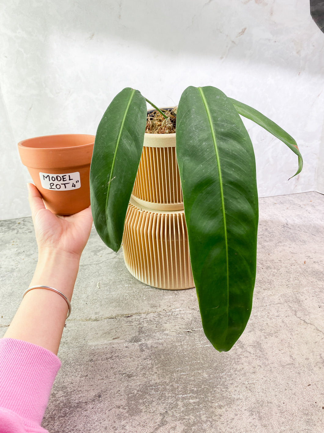Philodendron Patriciae 3 leaves rooted