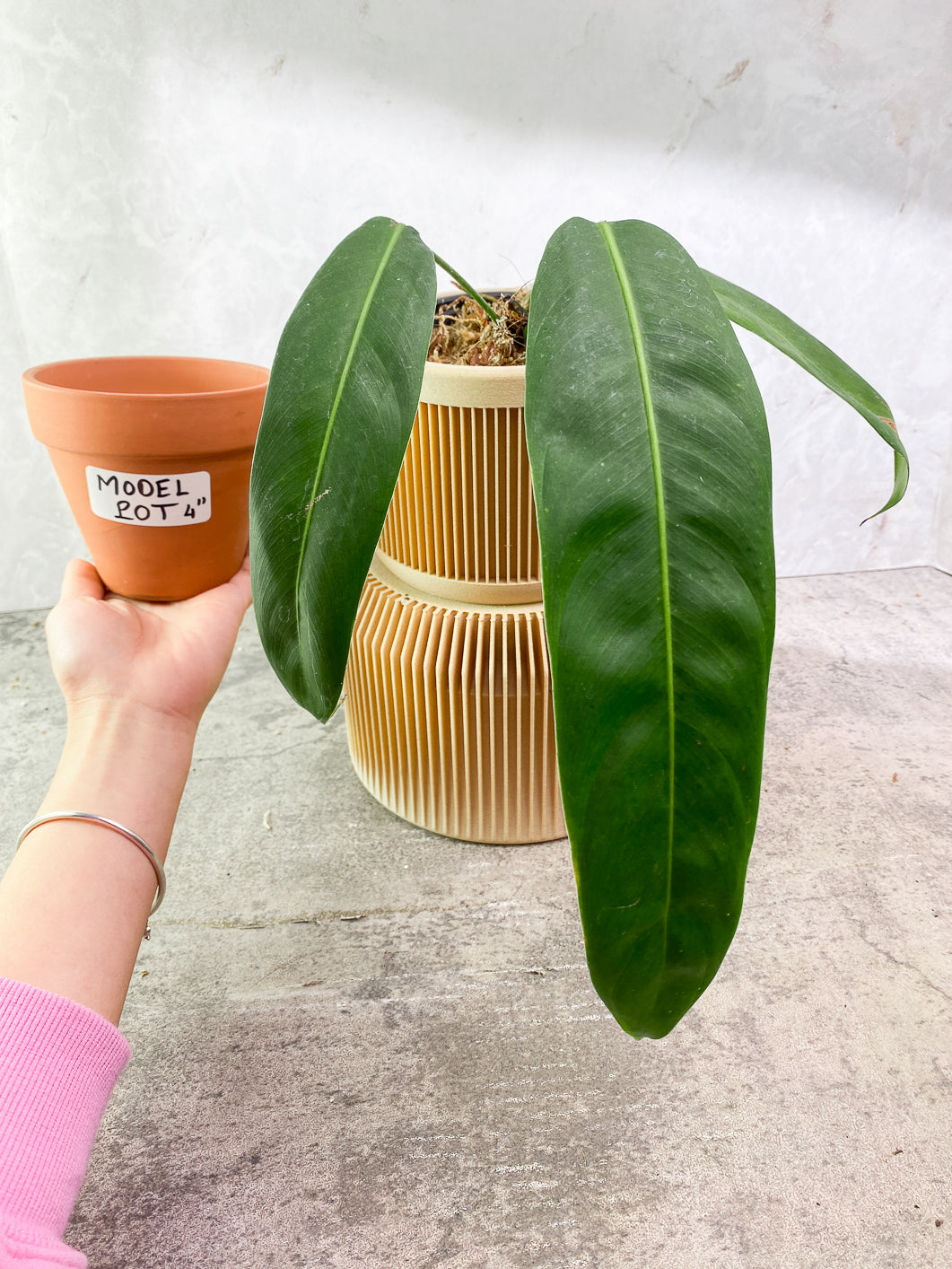 Philodendron Patriciae 3 leaves rooted