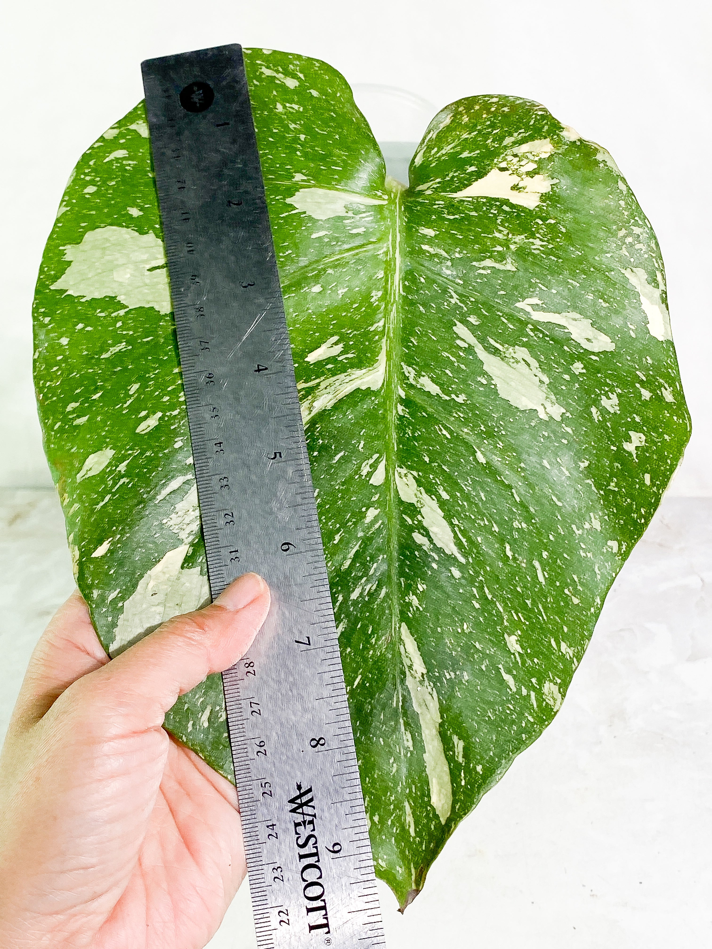 Monstera Thai Constellation 1 big leaf Rooting in soil