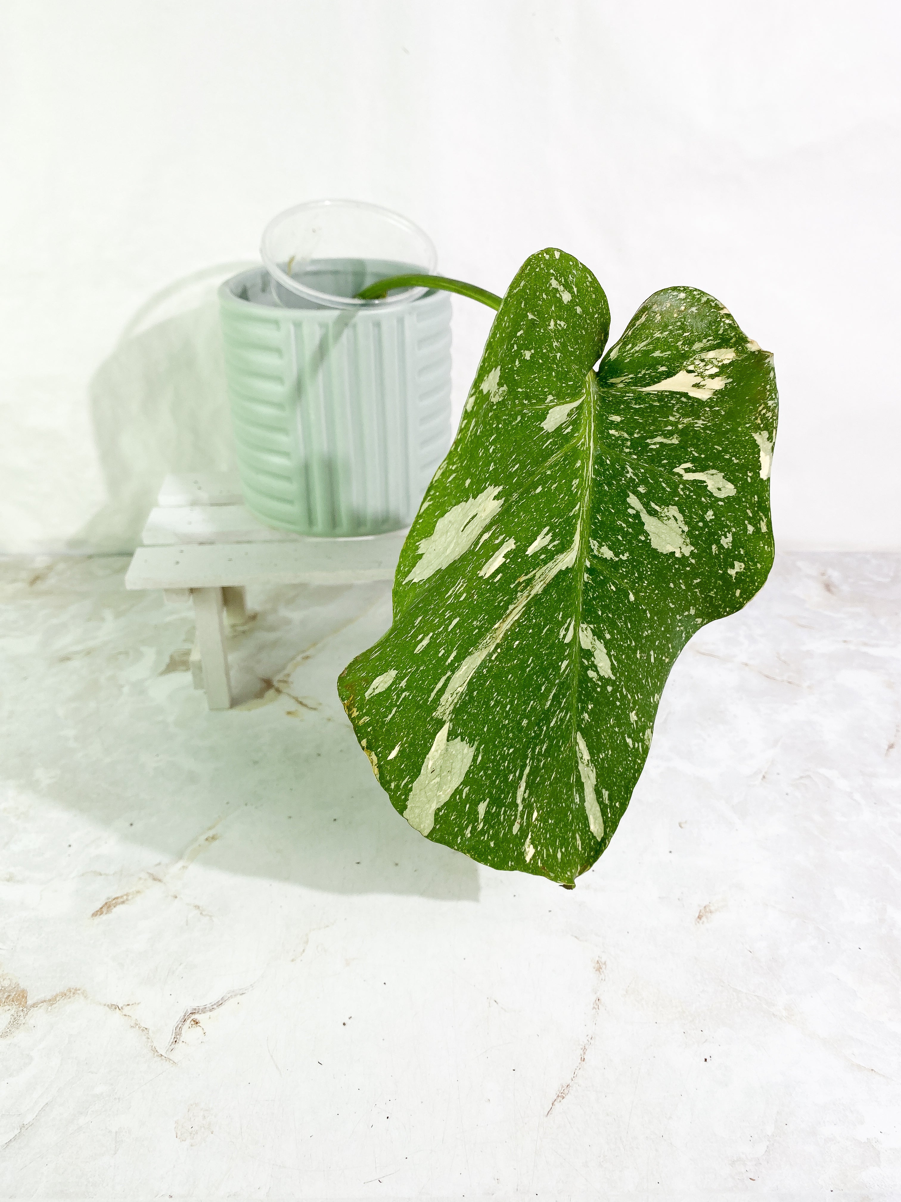 Monstera Thai Constellation 1 big leaf Rooting in soil