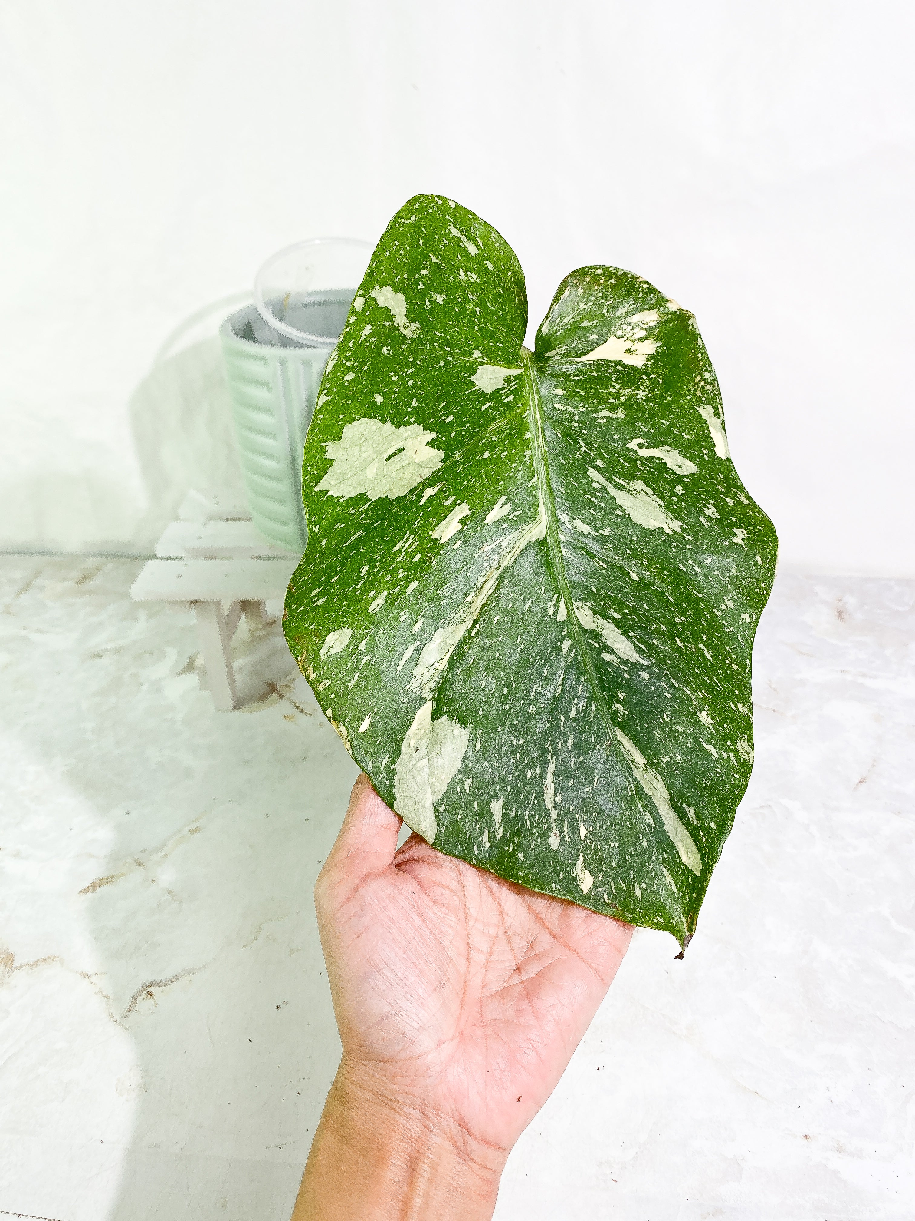 Monstera Thai Constellation 1 big leaf Rooting in soil