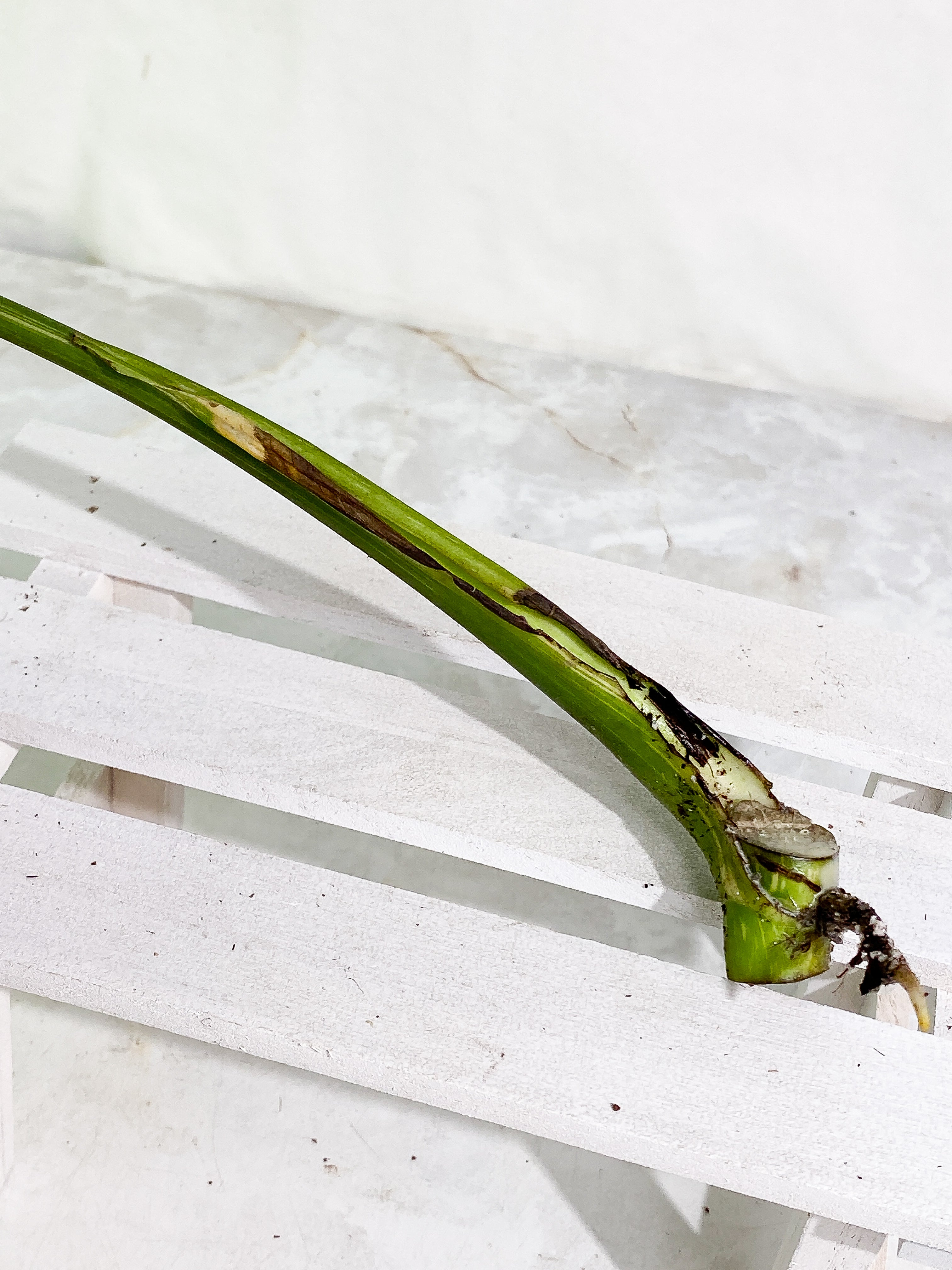 Monstera Thai Constellation 1 big leaf Rooting in soil