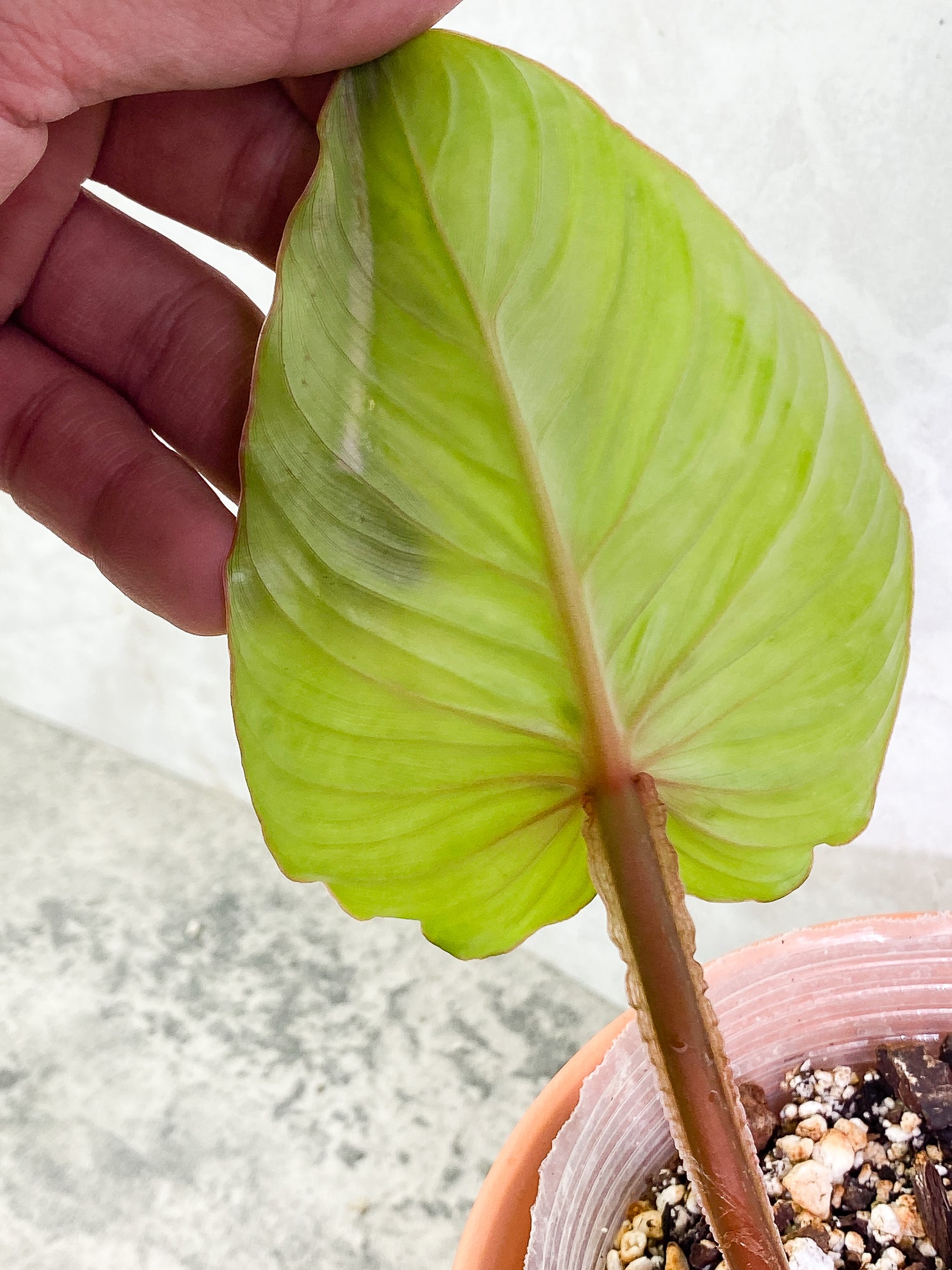 Philodendron Plowmanii 1 leaf fully rooted