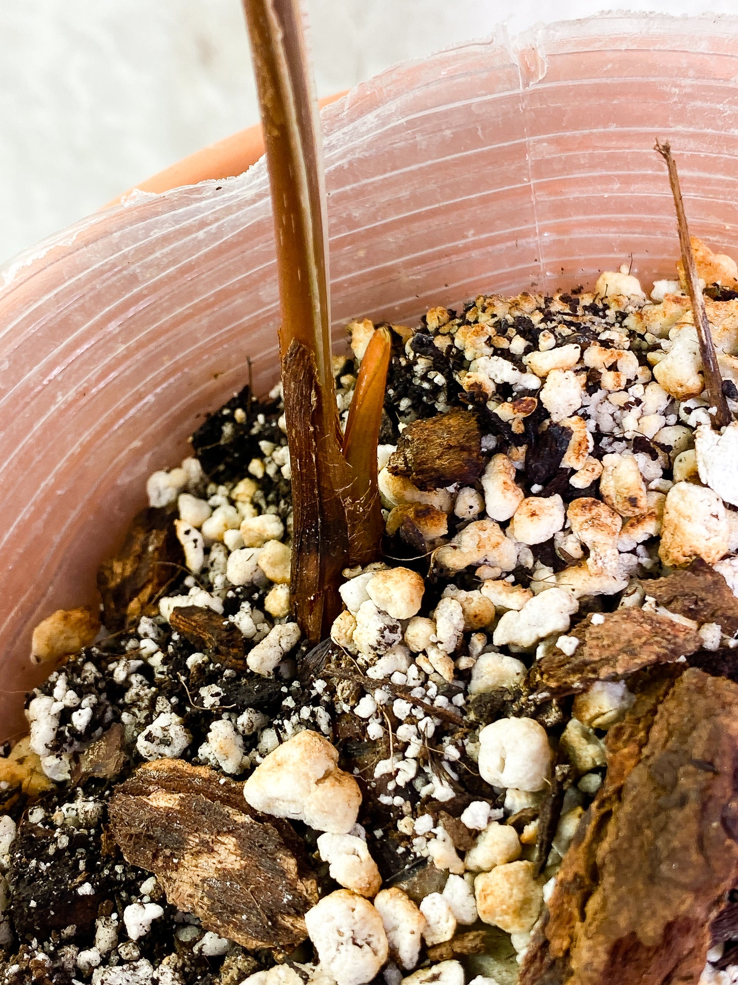 Philodendron Plowmanii 1 leaf fully rooted