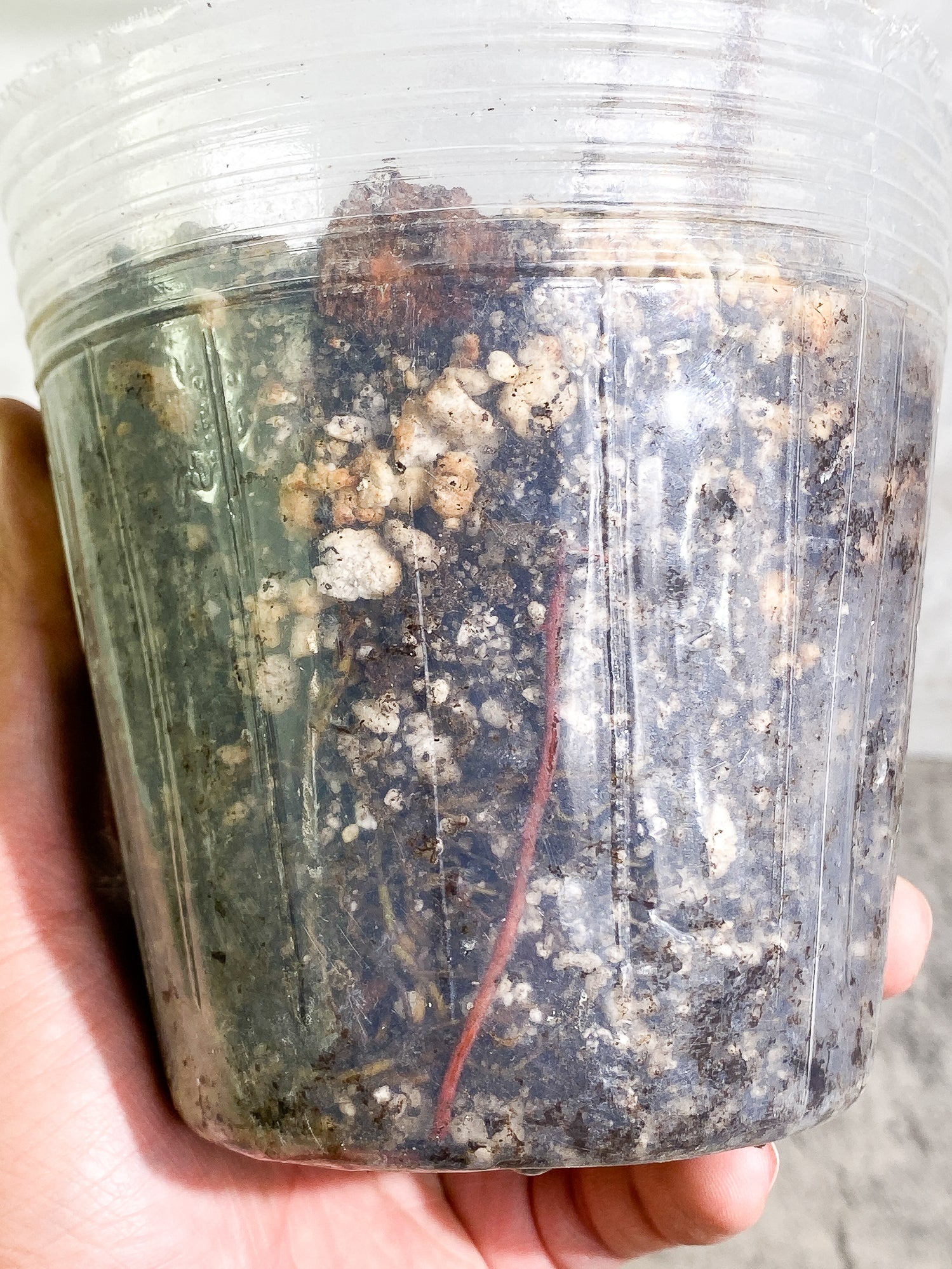 Philodendron Plowmanii 1 leaf fully rooted