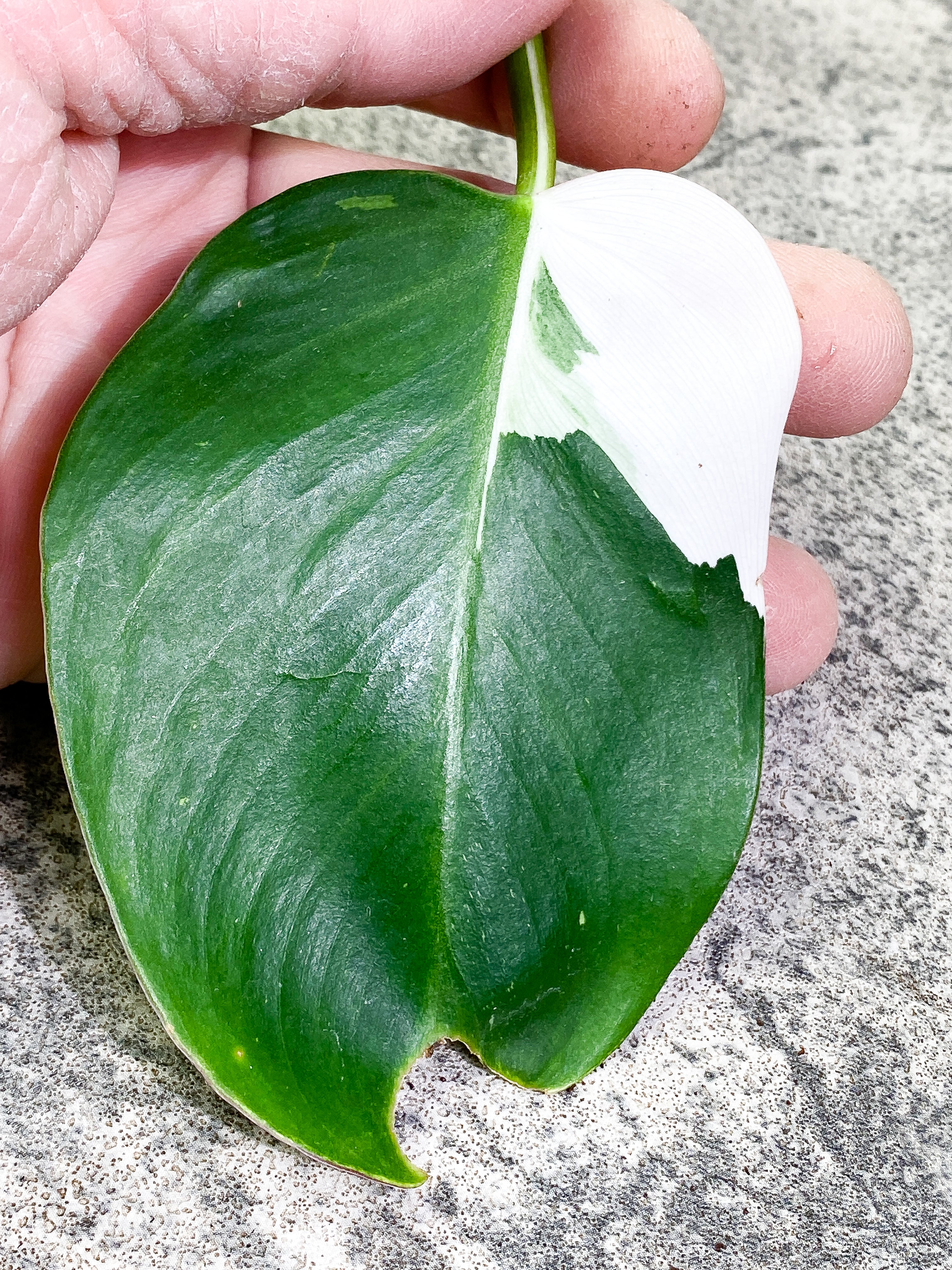 Philodendron White Princess 1 leaf Rooting