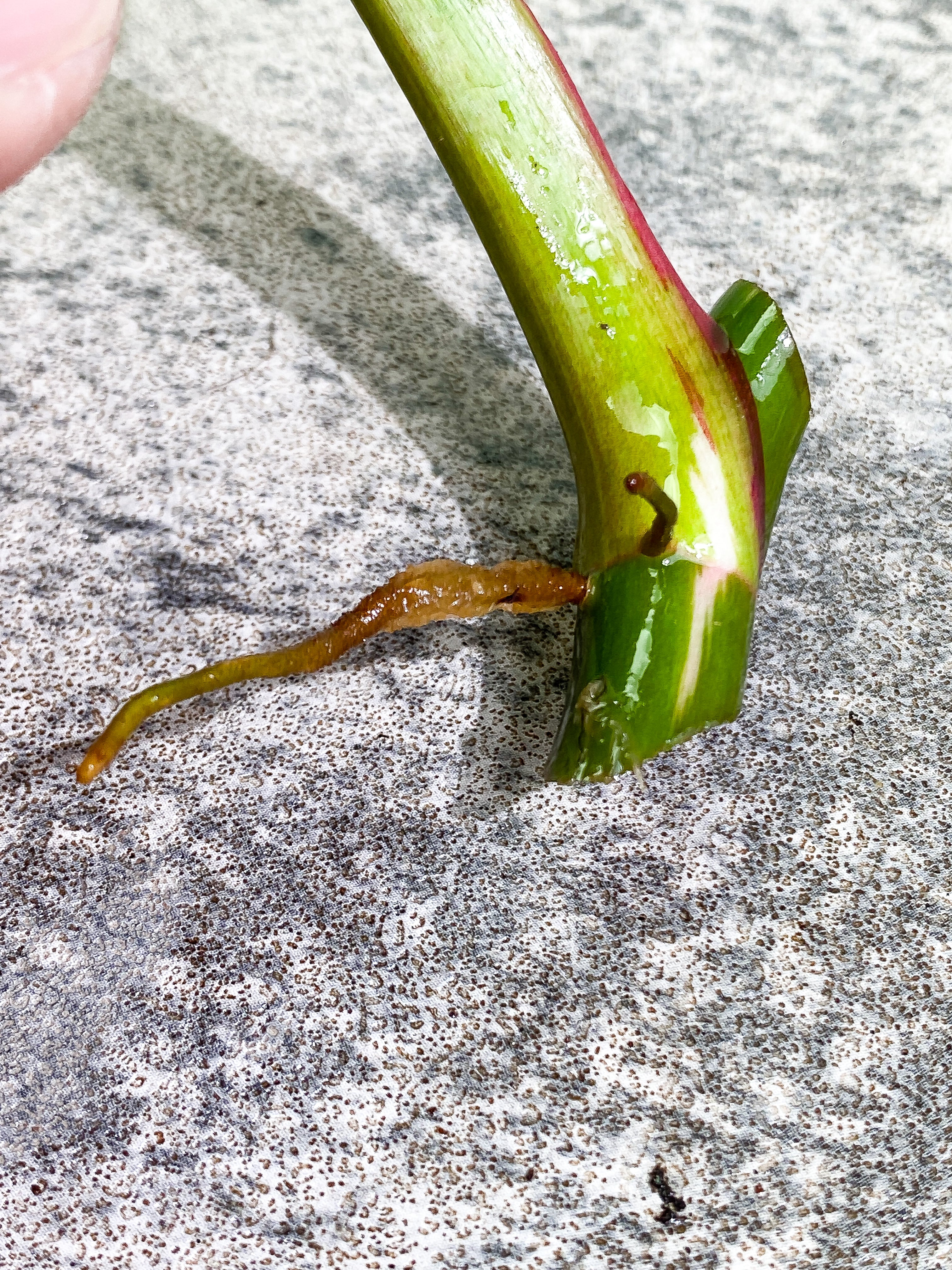 Philodendron White Princess 1 leaf Rooting
