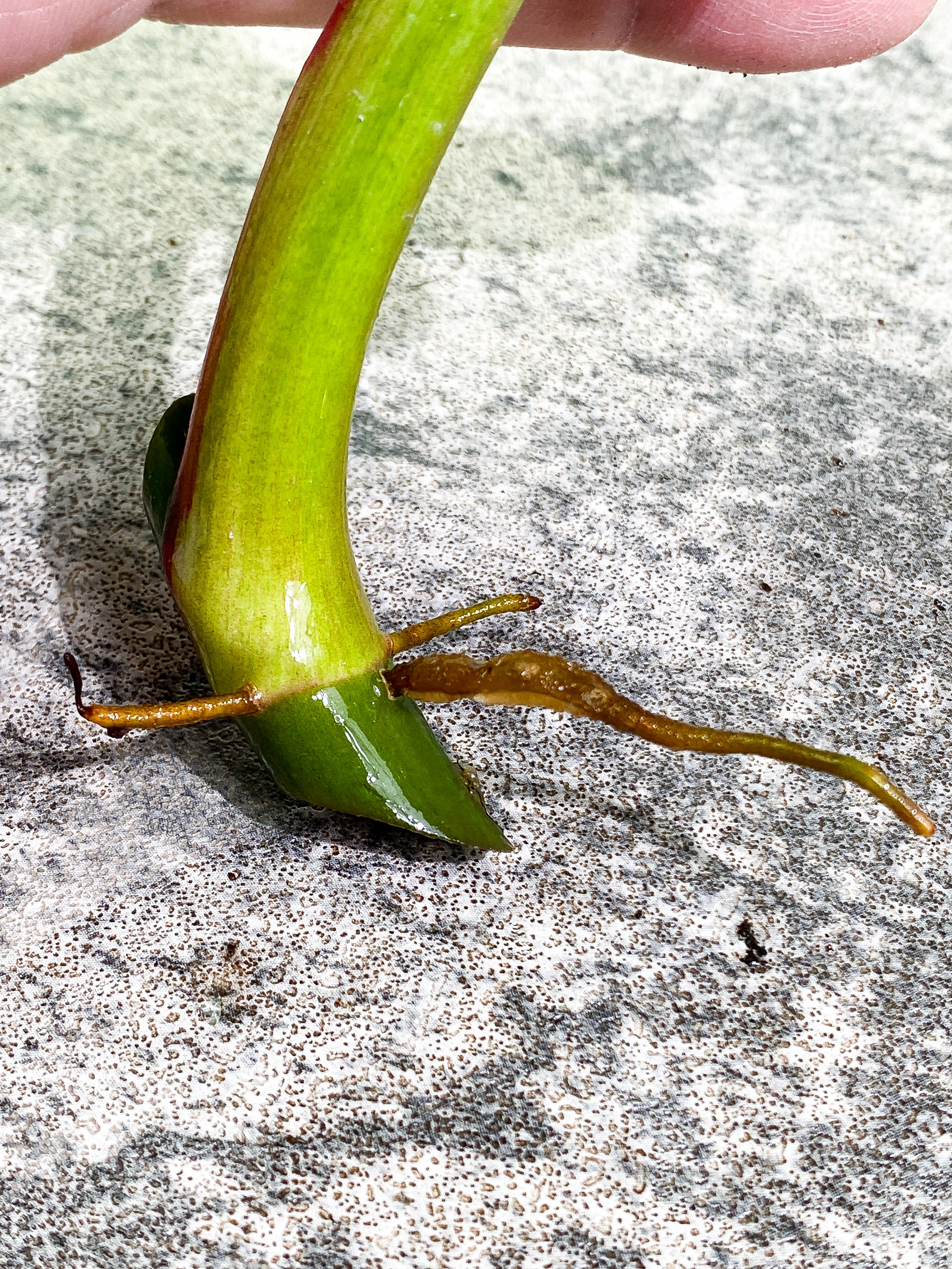 Philodendron White Princess 1 leaf Rooting