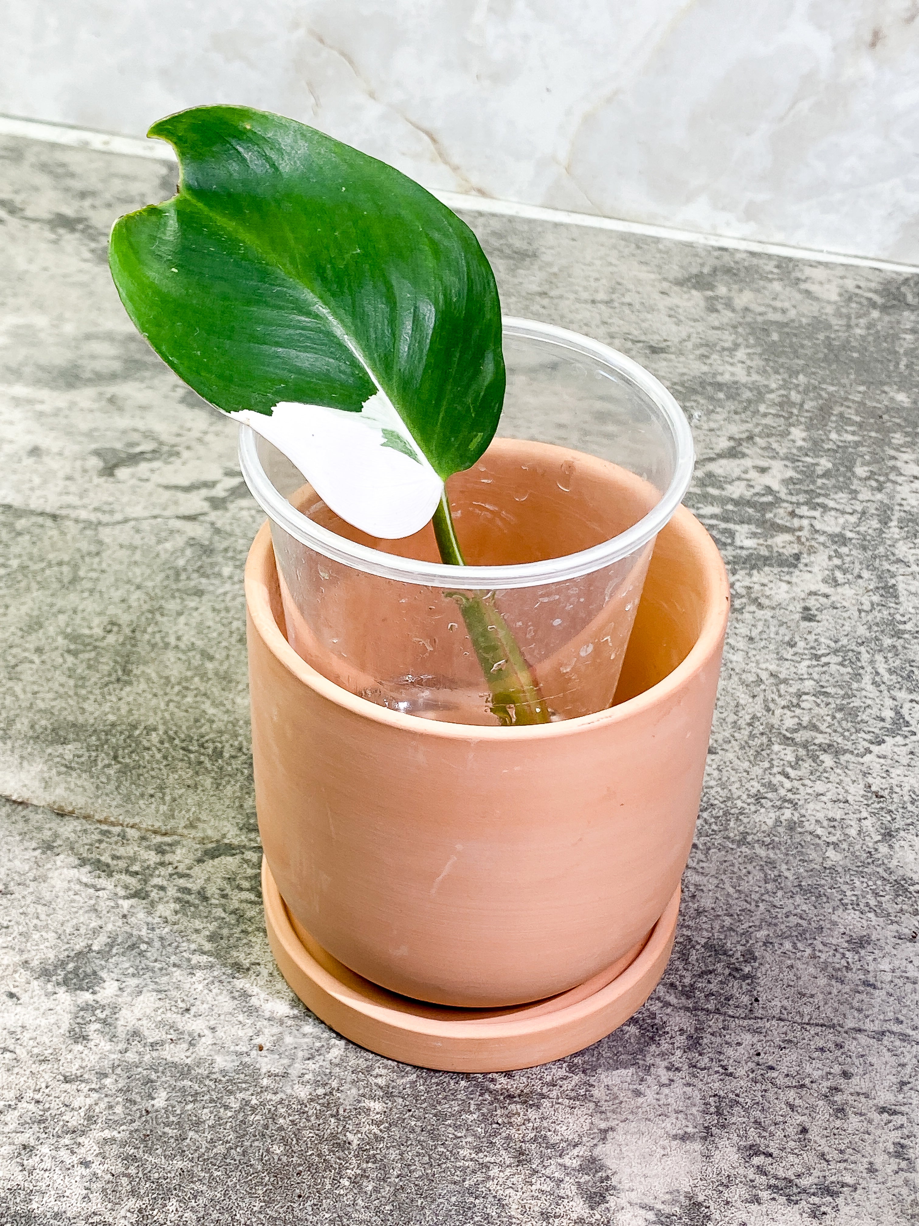 Philodendron White Princess 1 leaf Rooting