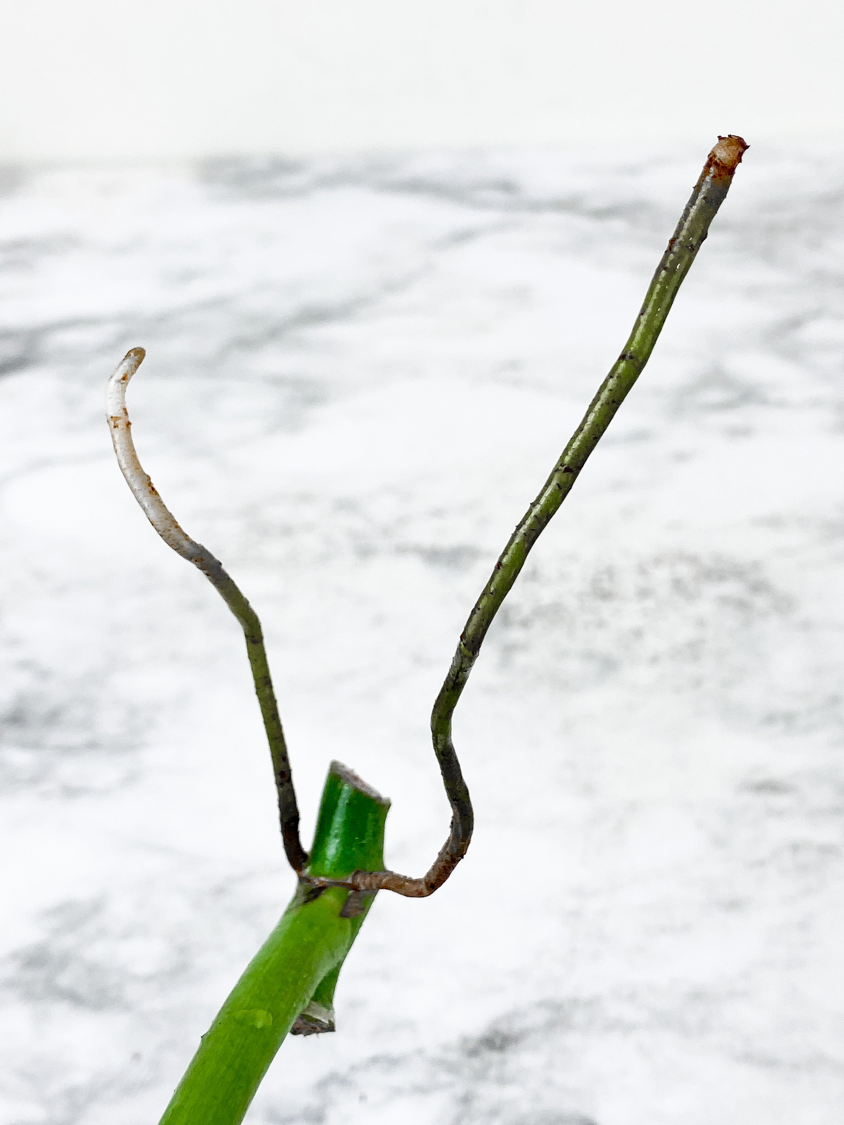 Philodendron Silver Sword rooting 1 leaf cutting