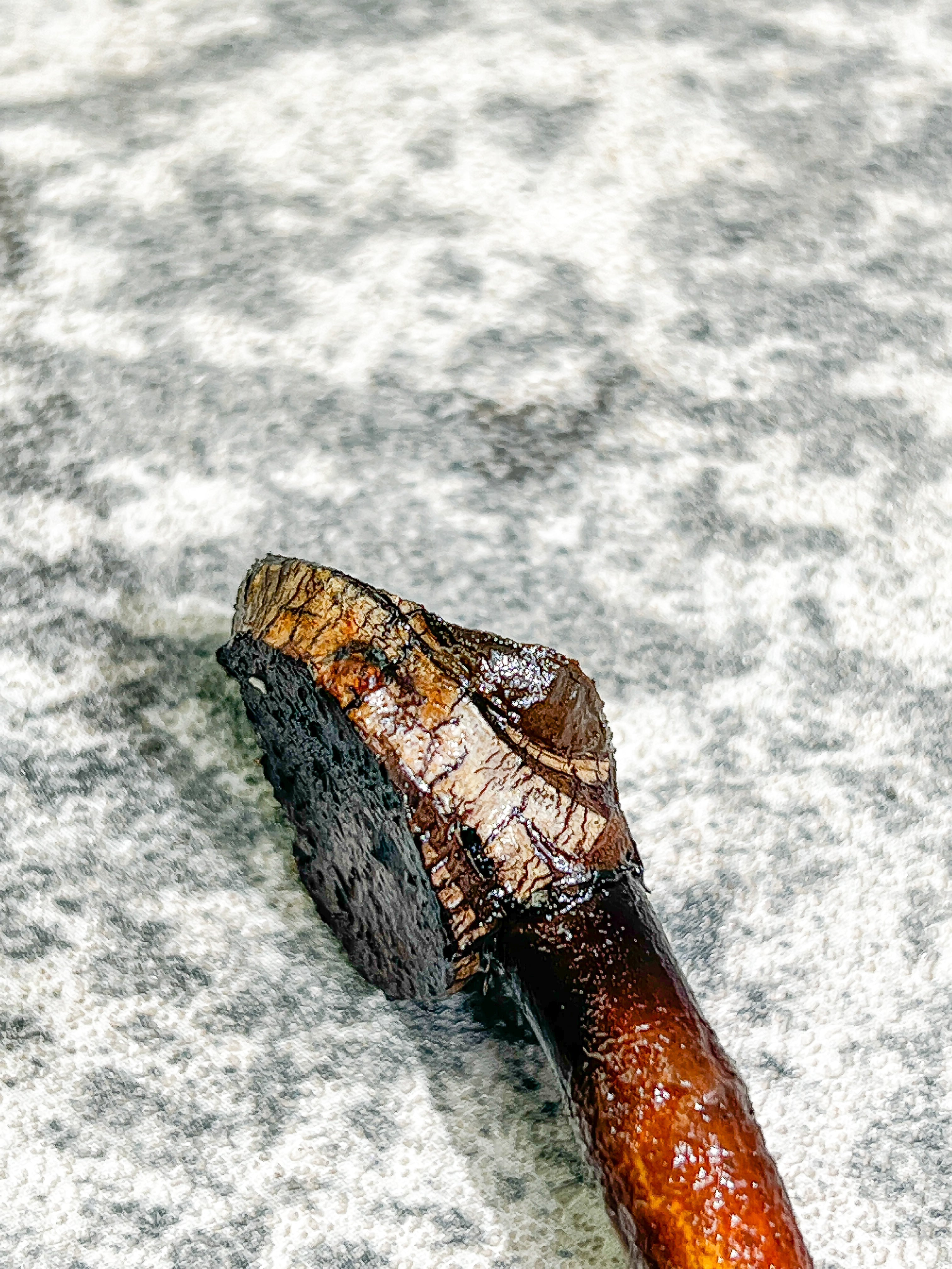 Philodendron Billietiae variegated Rooting node with 1 activated growing bud