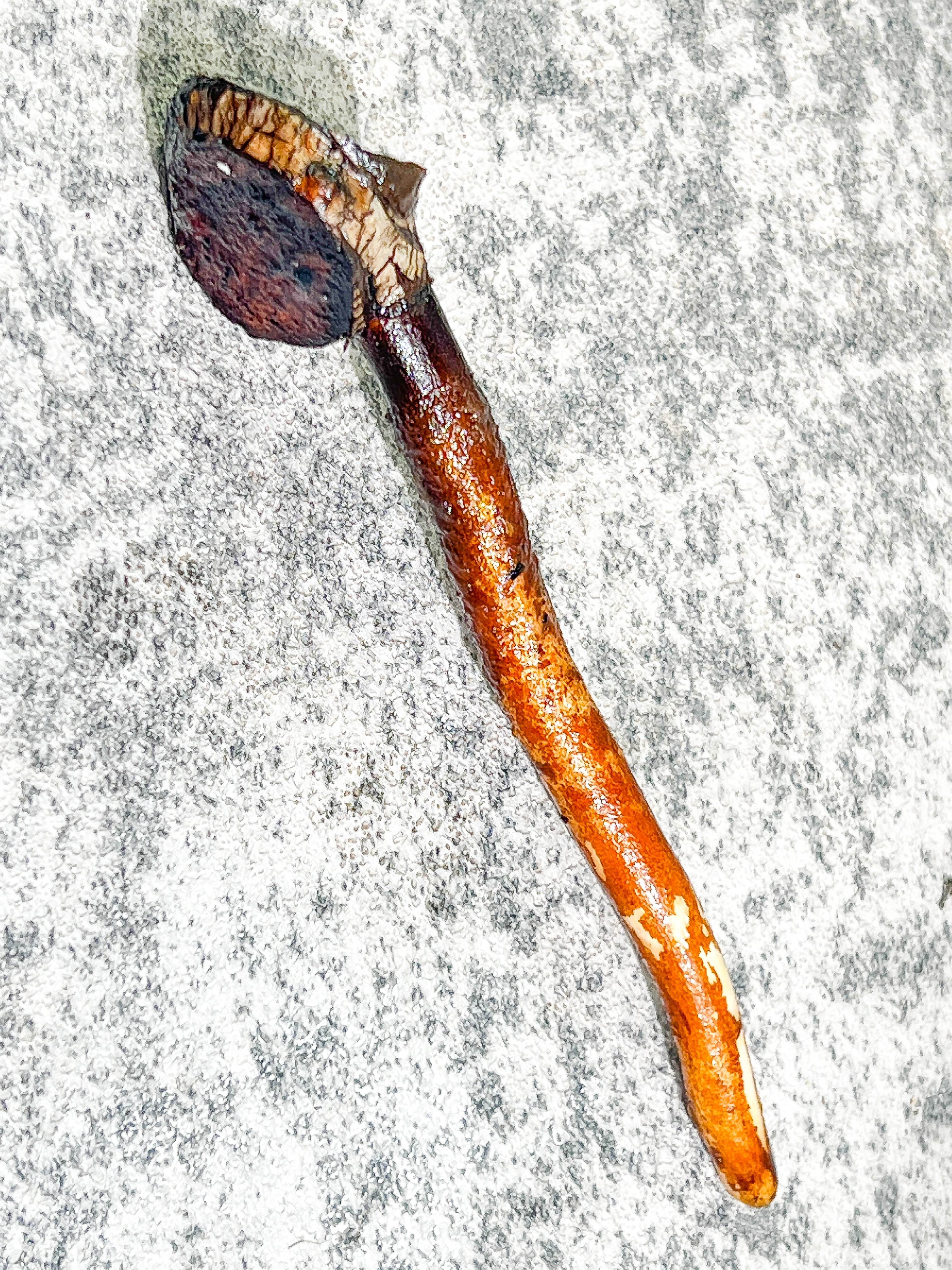Philodendron Billietiae variegated Rooting node with 1 activated growing bud