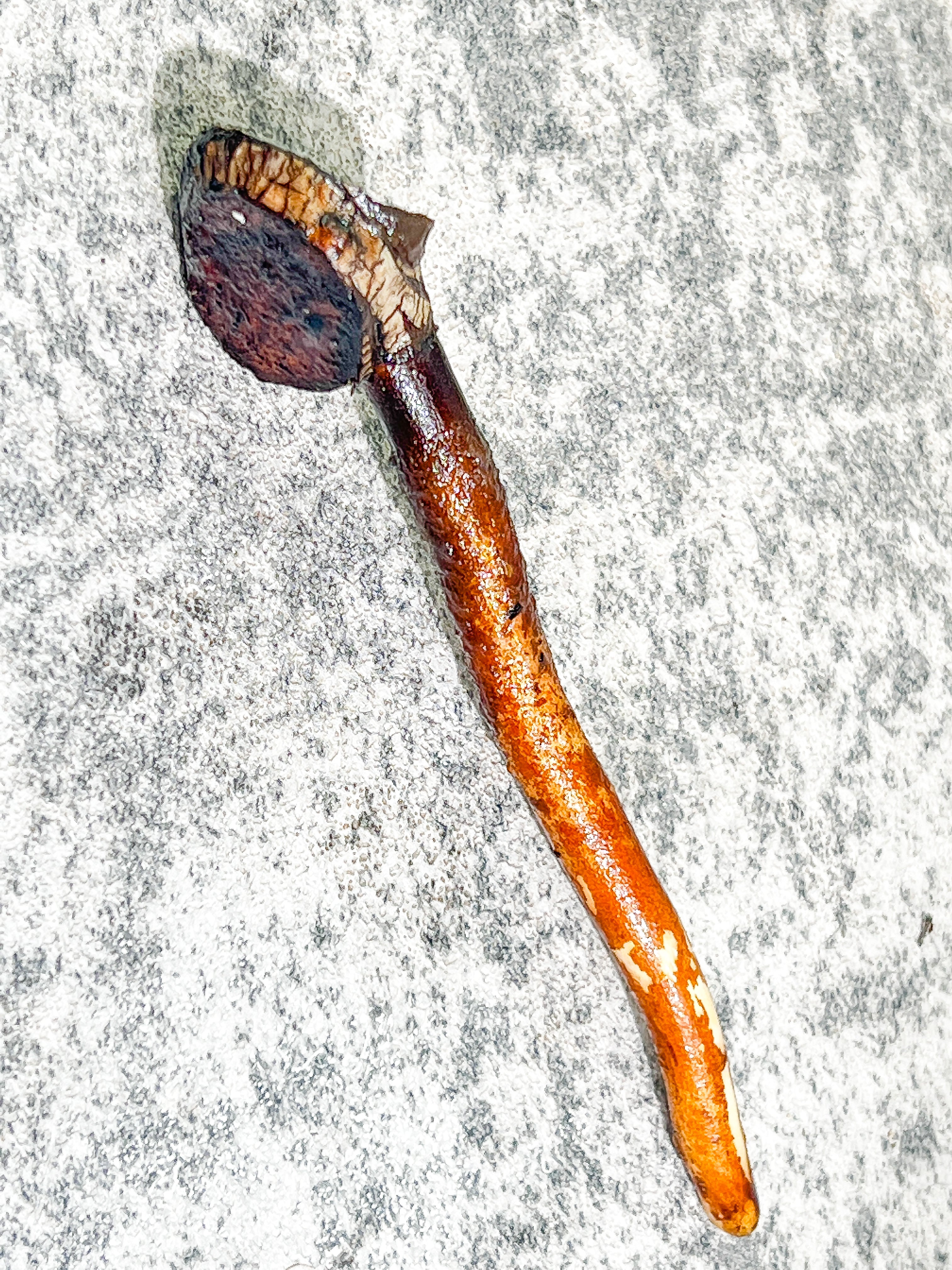 Philodendron Billietiae variegated Rooting node with 1 activated growing bud