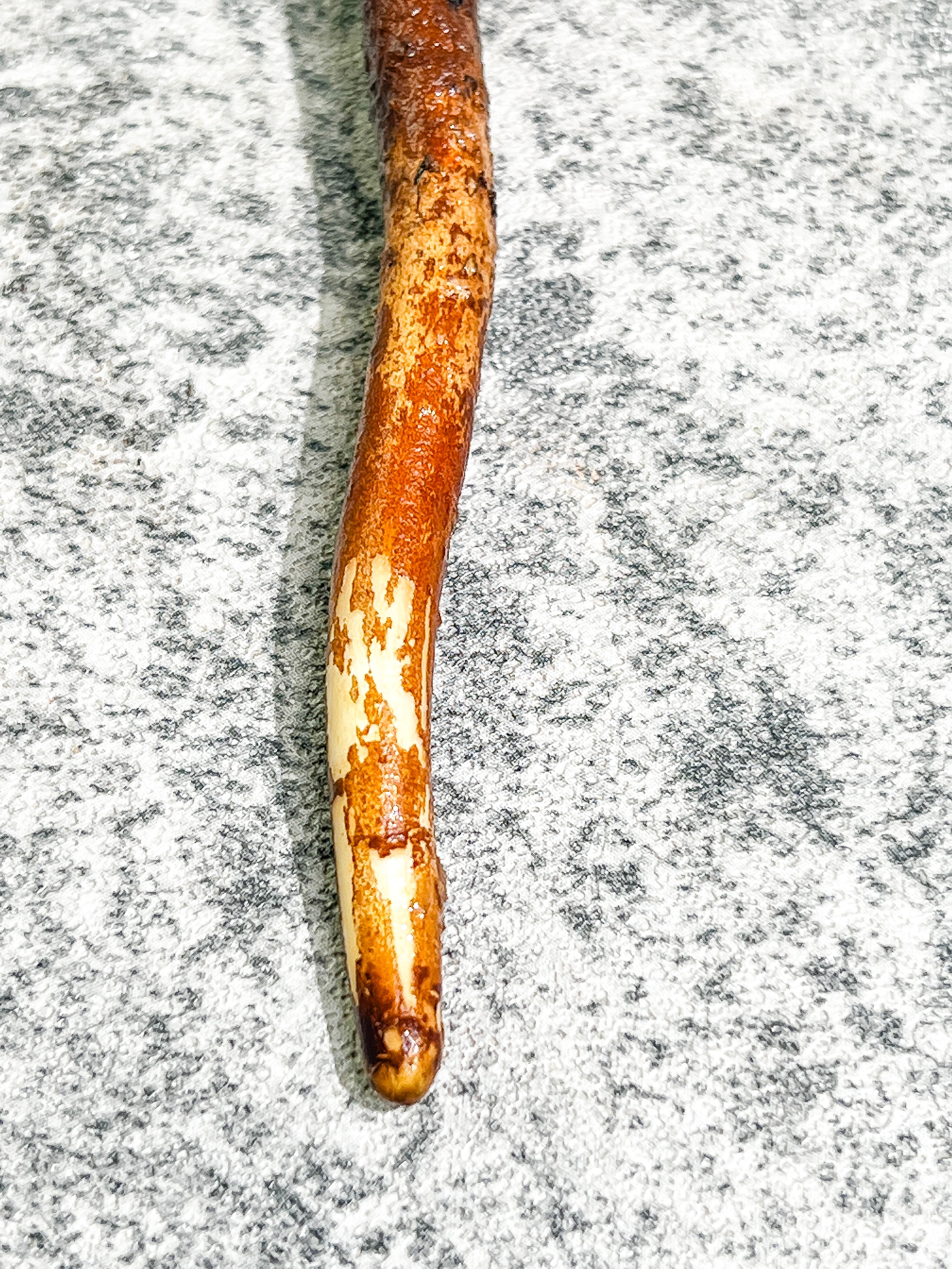 Philodendron Billietiae variegated Rooting node with 1 activated growing bud