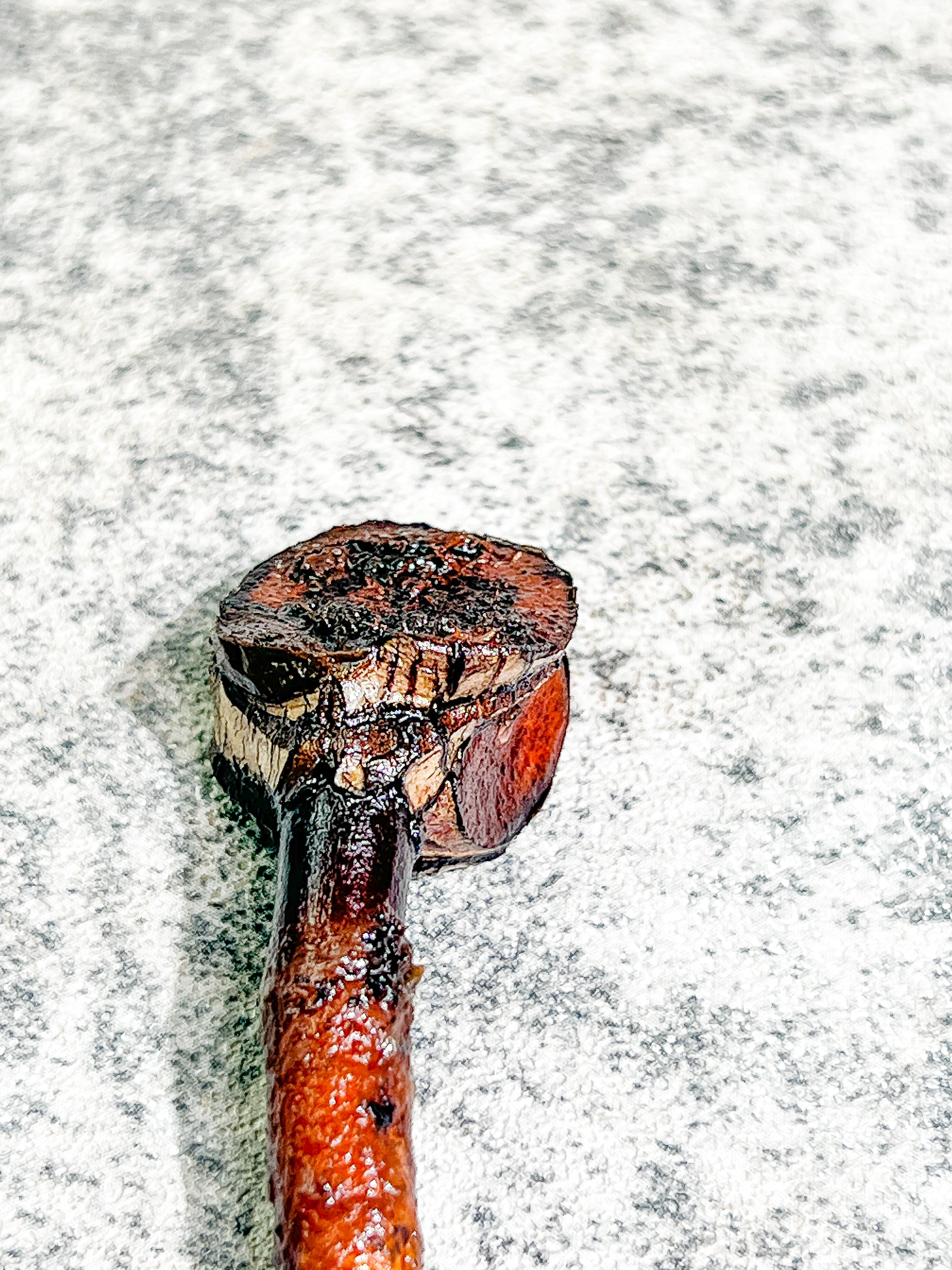Philodendron Billietiae variegated Rooting node with 1 activated growing bud