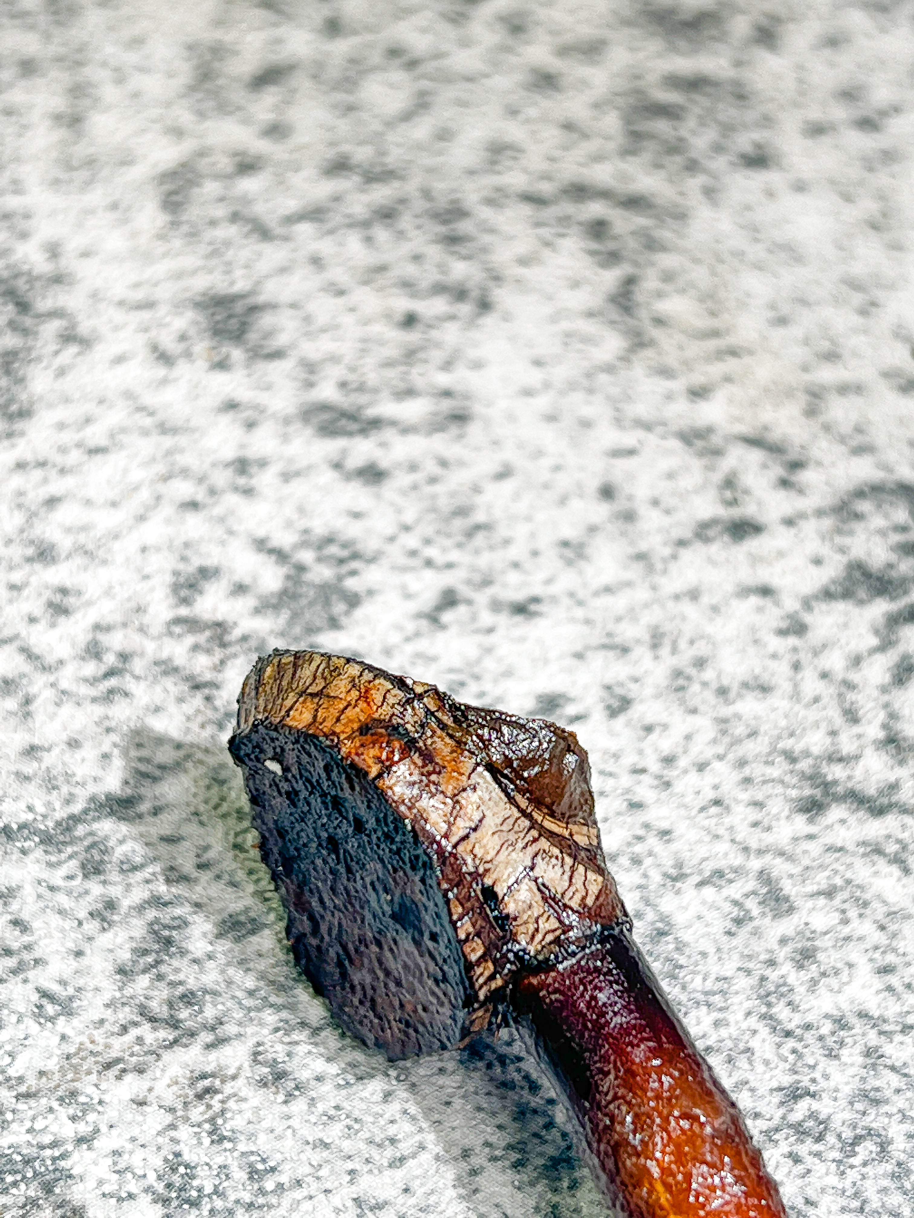 Philodendron Billietiae variegated Rooting node with 1 activated growing bud