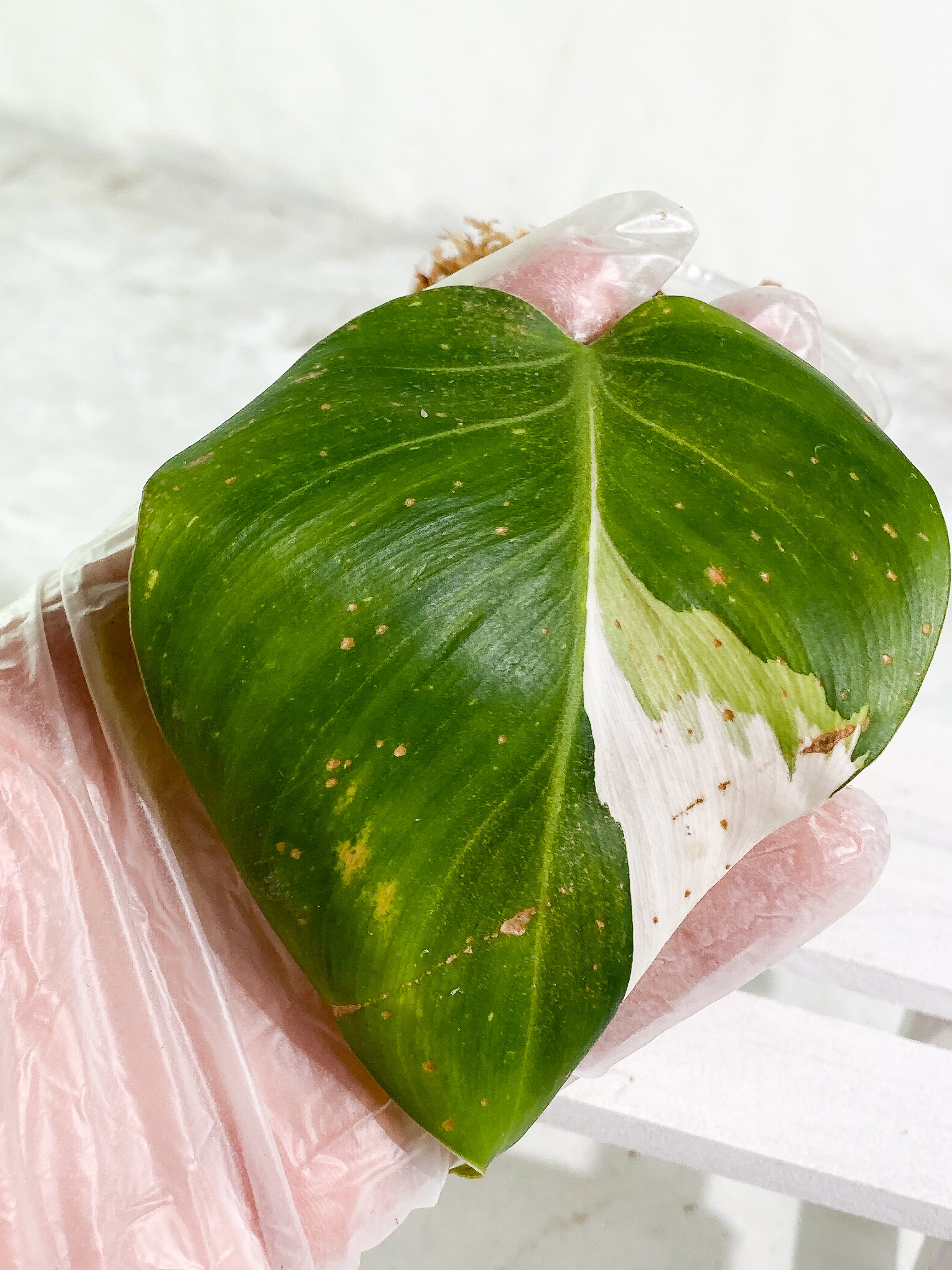 Philodendron white wizard slightly rooted 1 leaf