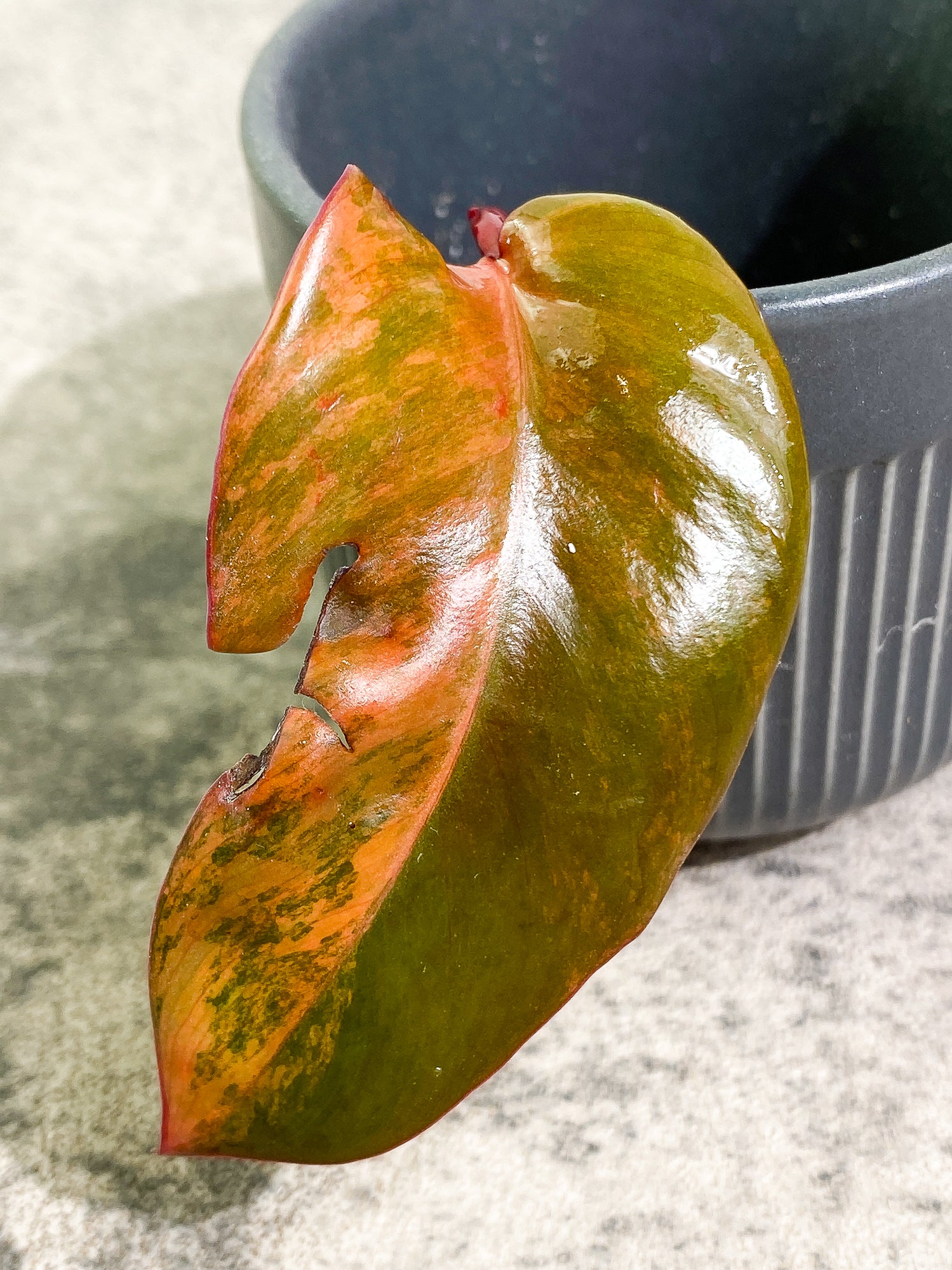 Philodendron Strawberry Shake 1 leaf Rooting top cutting