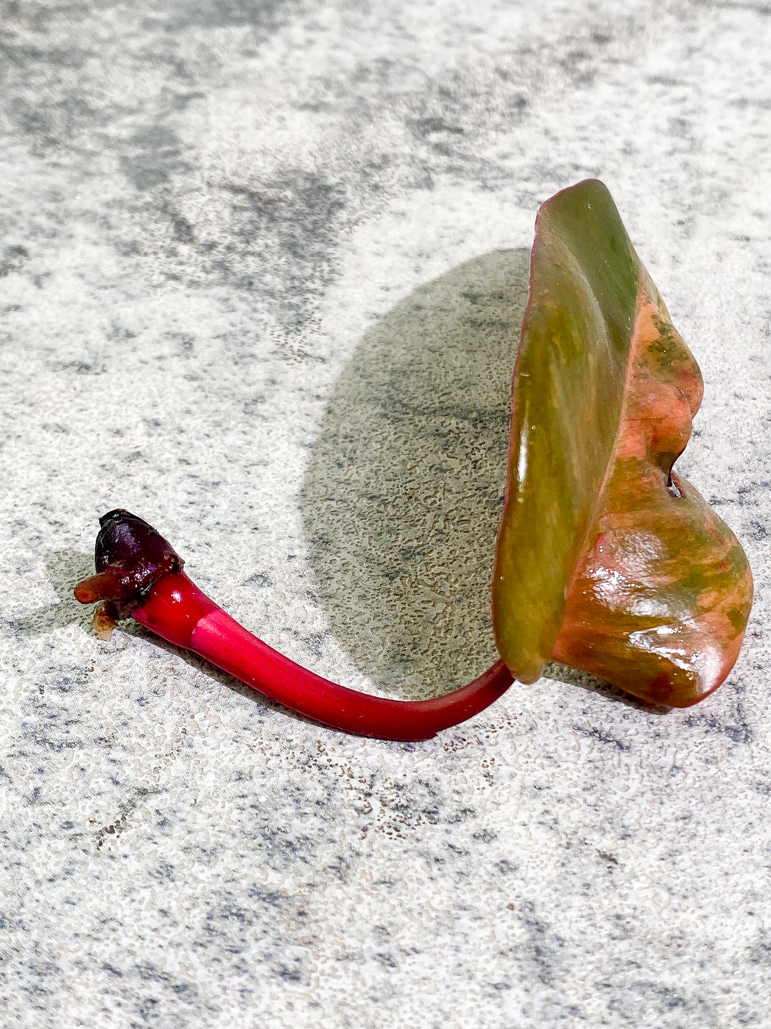 Philodendron Strawberry Shake 1 leaf Rooting top cutting