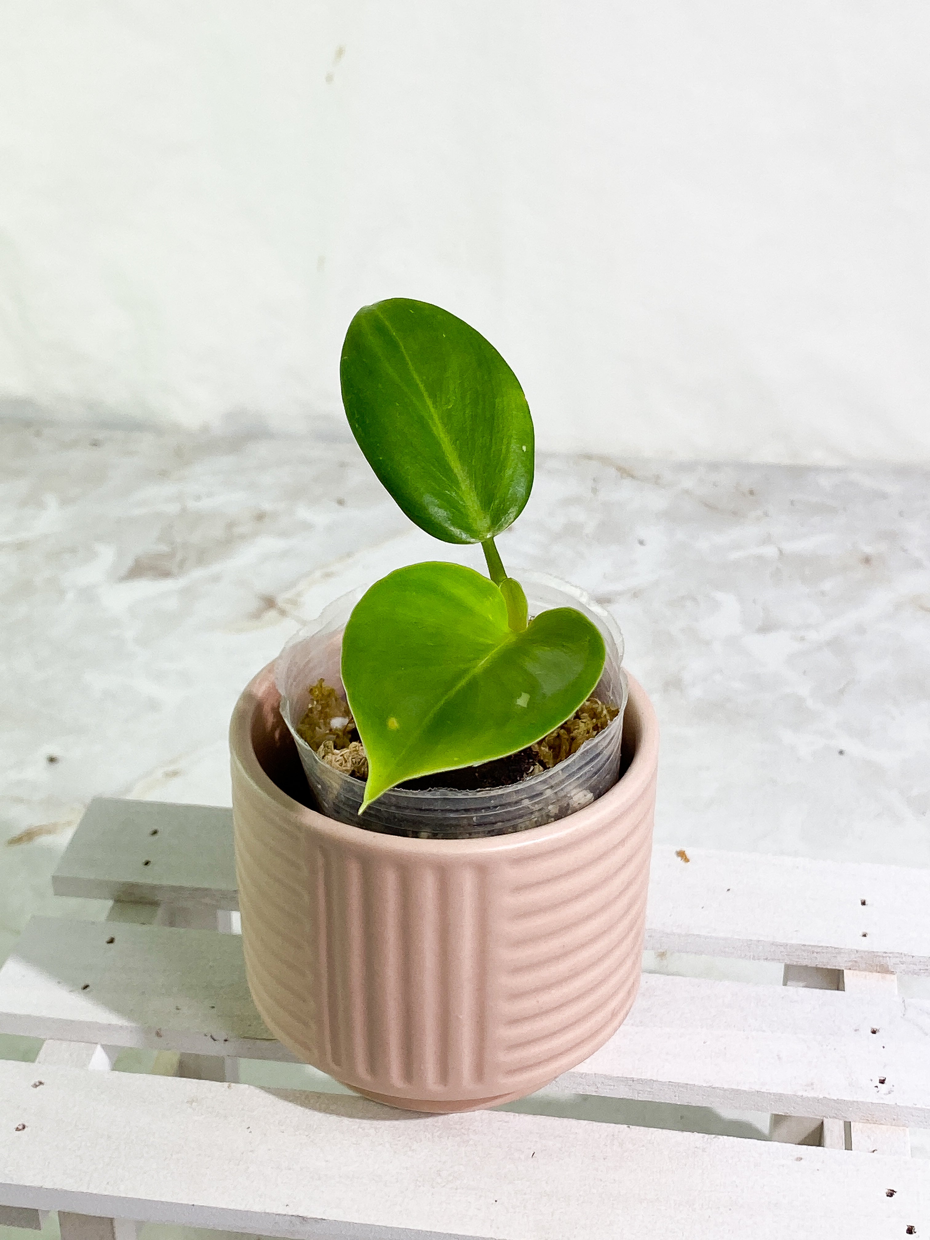 Philodendron white wizard rooted 2 leaves