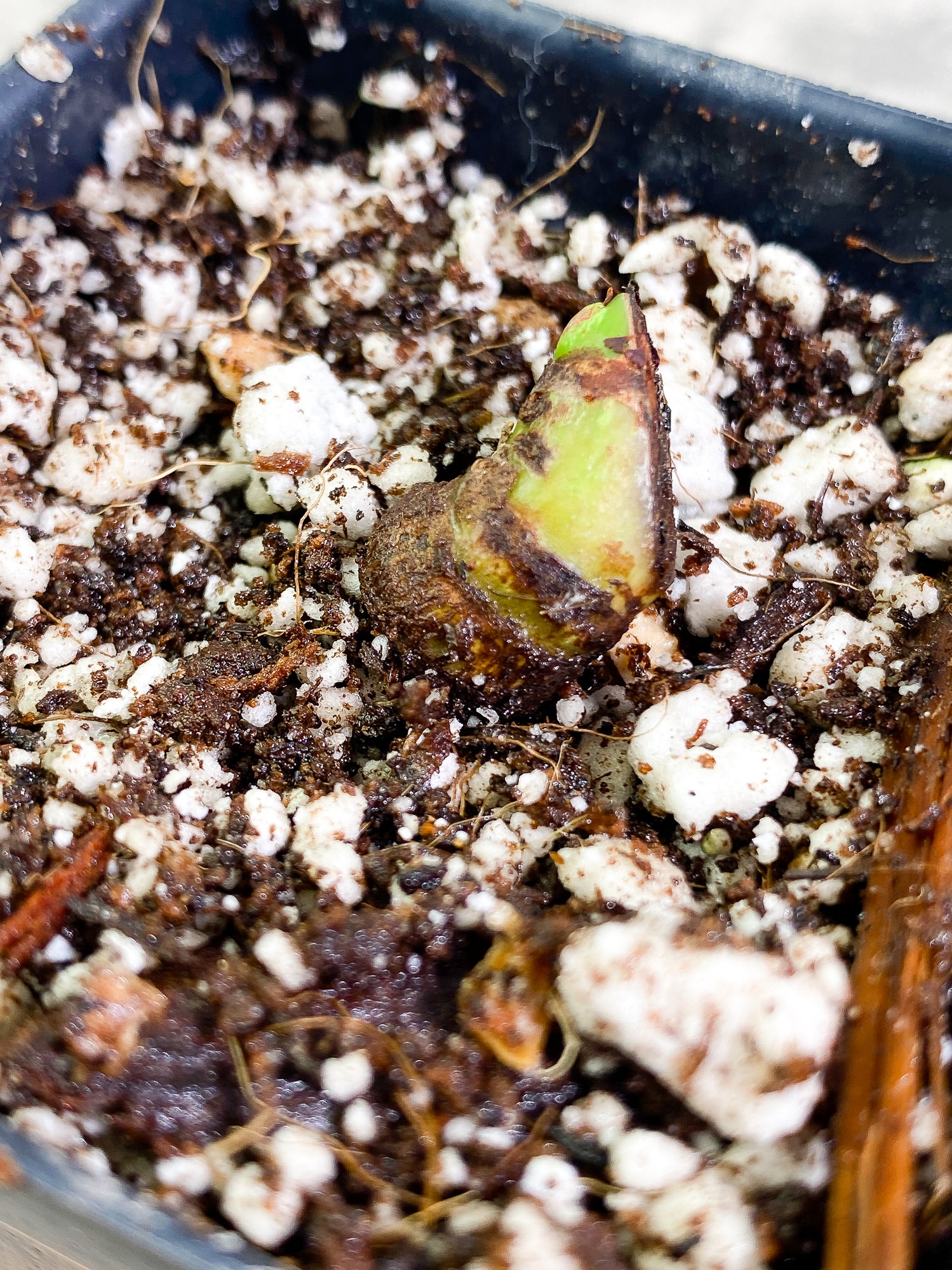 Philodendron Lynamii 1 sprout slightly rooted node