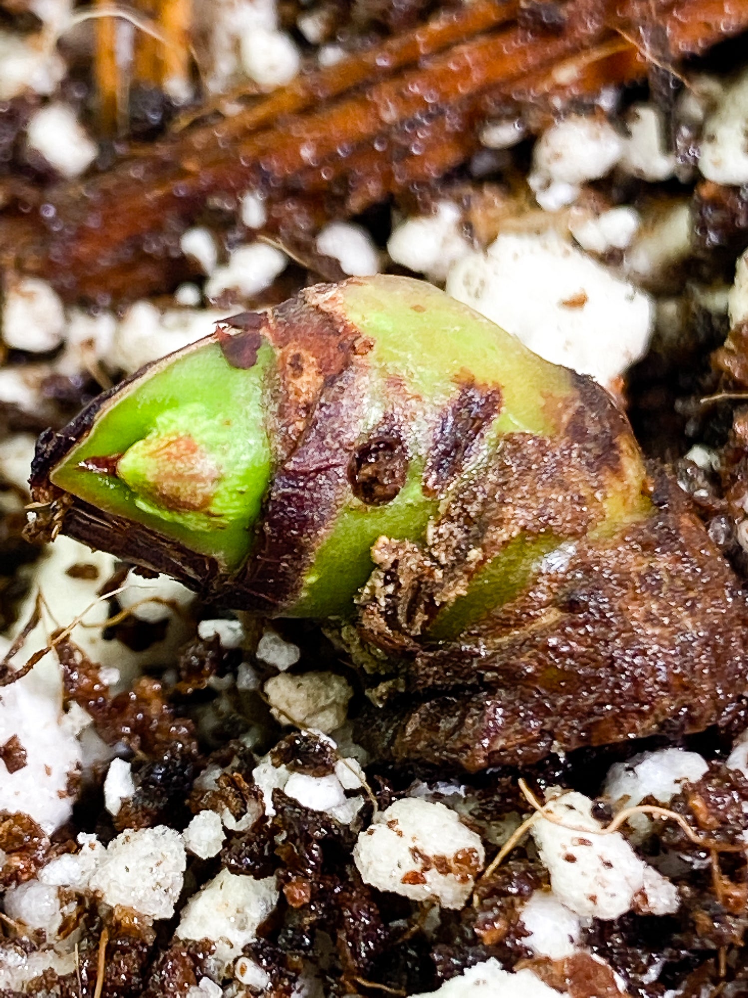 Philodendron Lynamii 1 sprout slightly rooted node