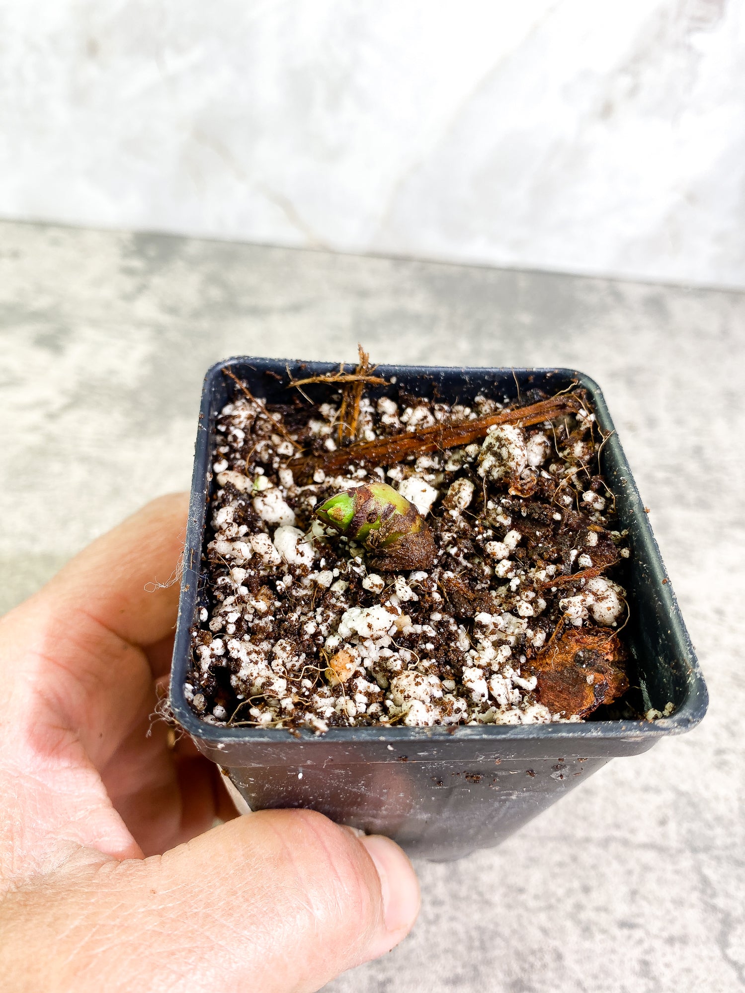 Philodendron Lynamii 1 sprout slightly rooted node