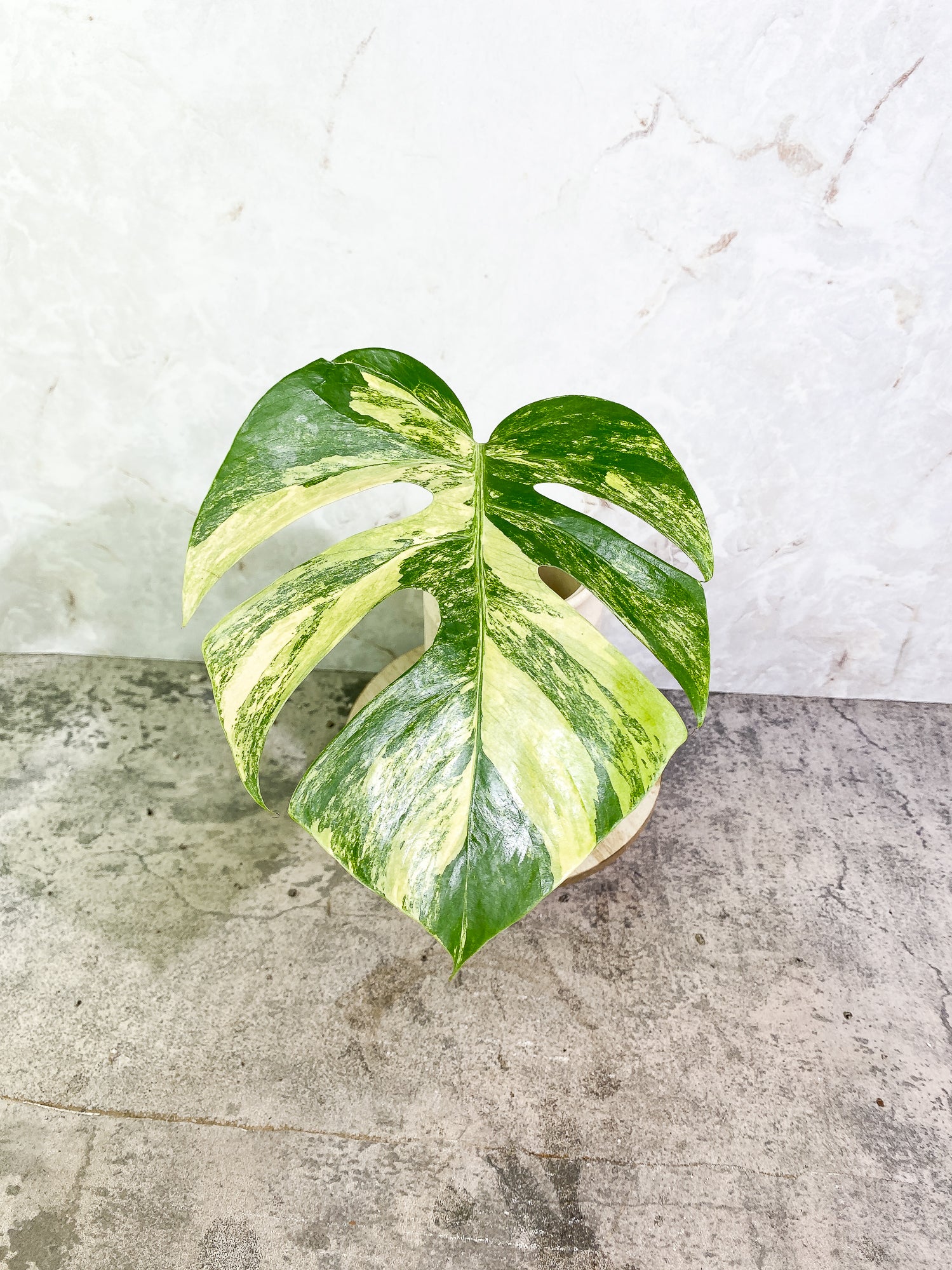 Monstera Aurea 1 leaf slightly rooted