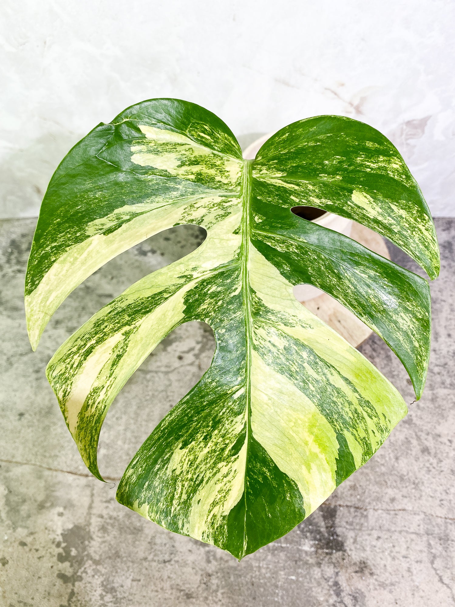 Monstera Aurea 1 leaf slightly rooted