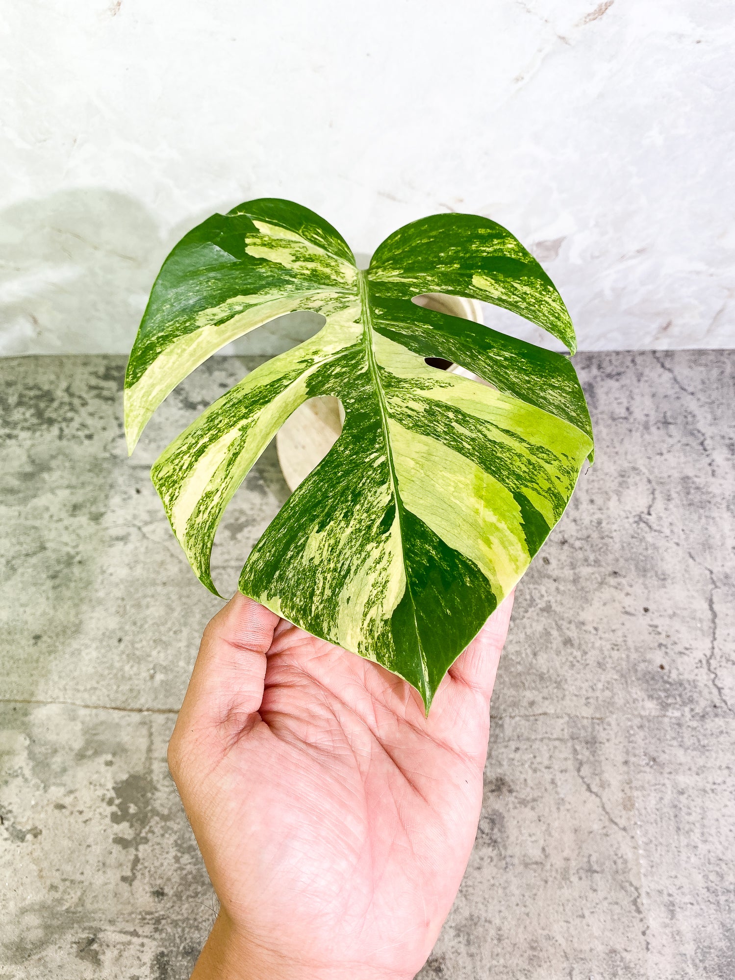 Monstera Aurea 1 leaf slightly rooted