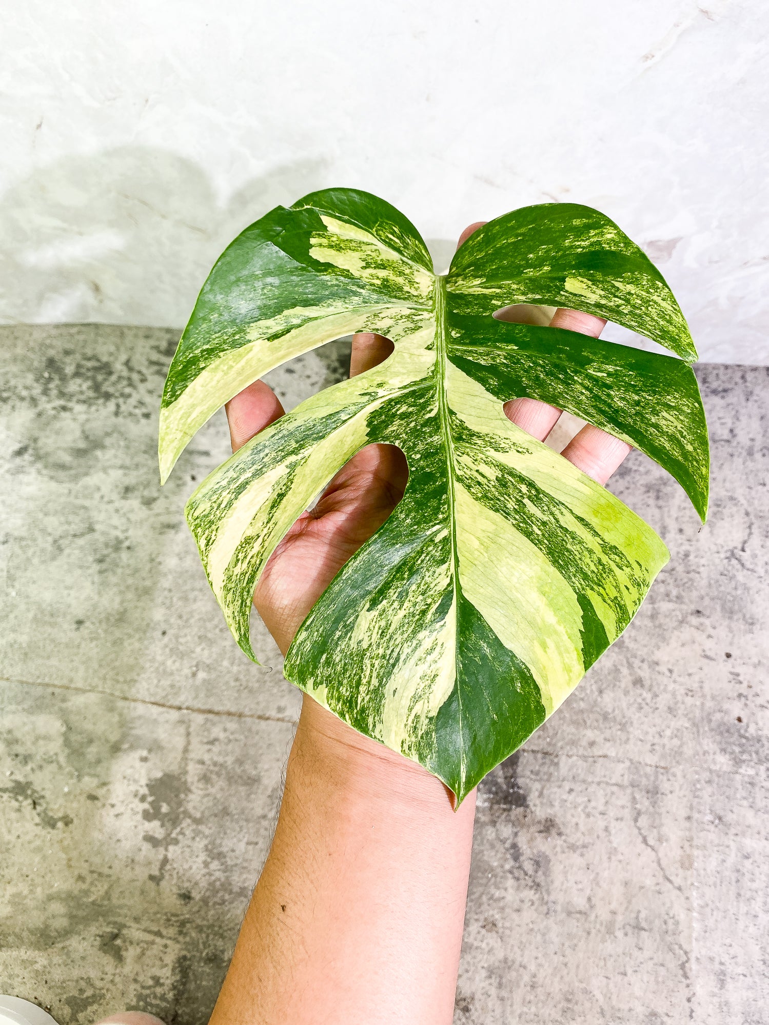 Monstera Aurea 1 leaf slightly rooted