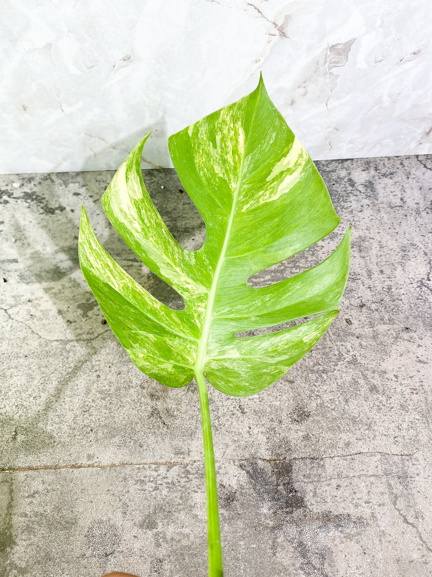 Monstera Aurea 1 leaf slightly rooted