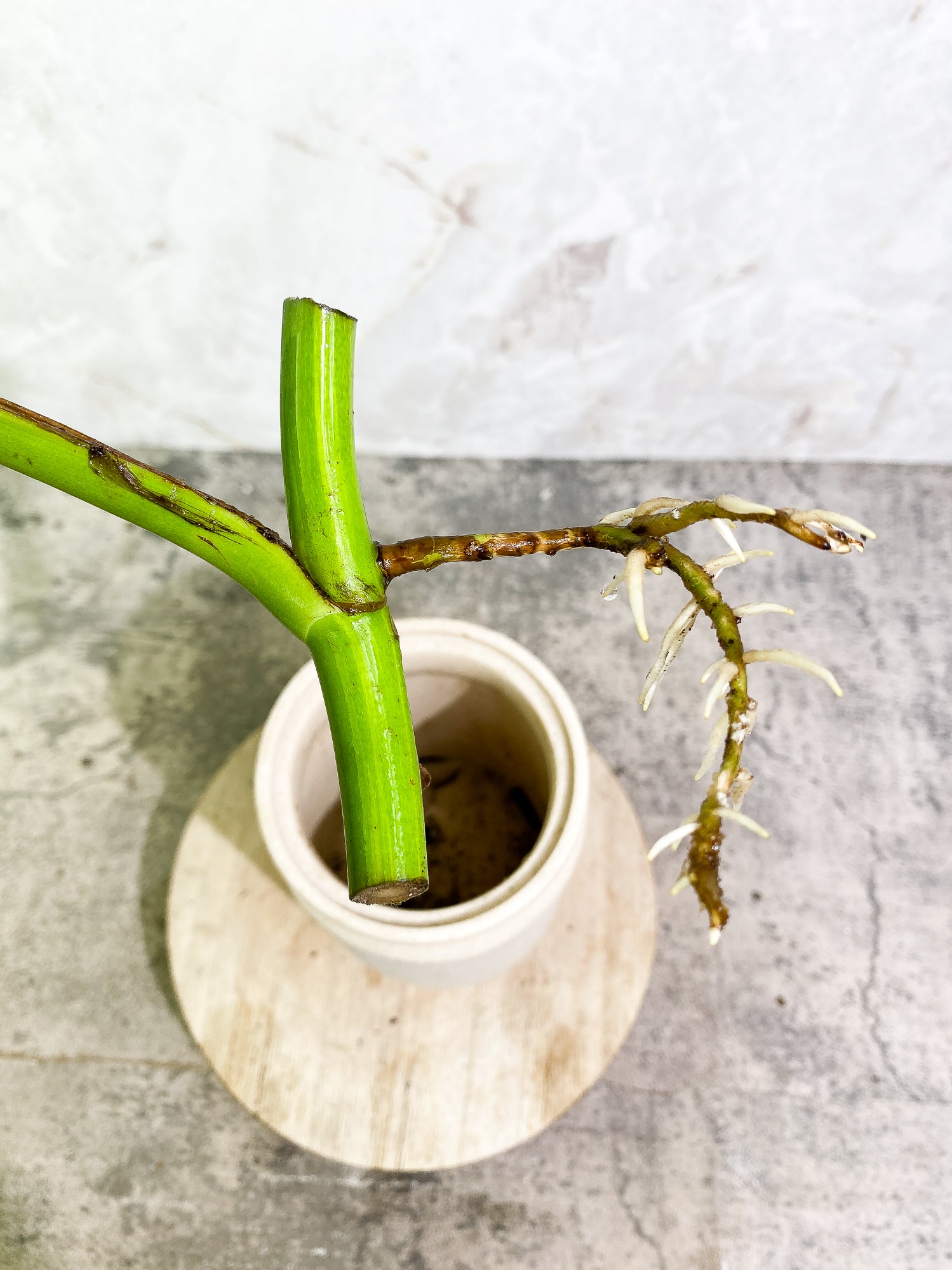 Monstera Aurea 1 leaf slightly rooted