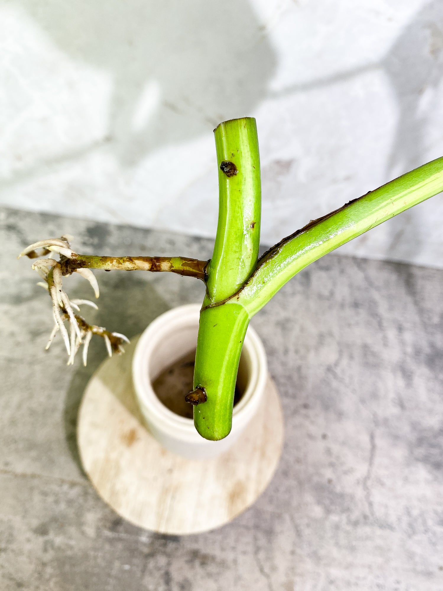 Monstera Aurea 1 leaf slightly rooted