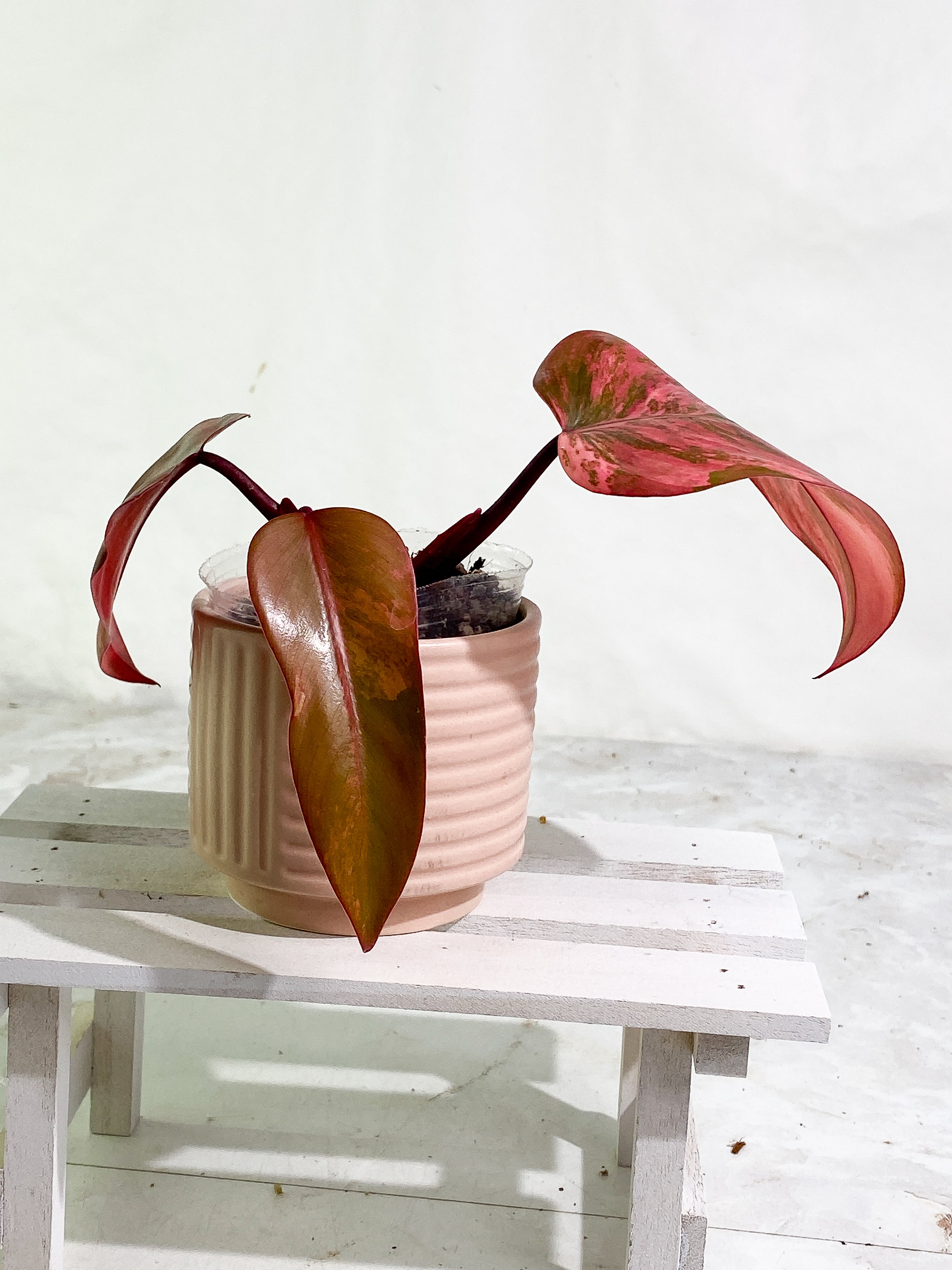 Philodendron Strawberry Shake 3 leaves Rooting