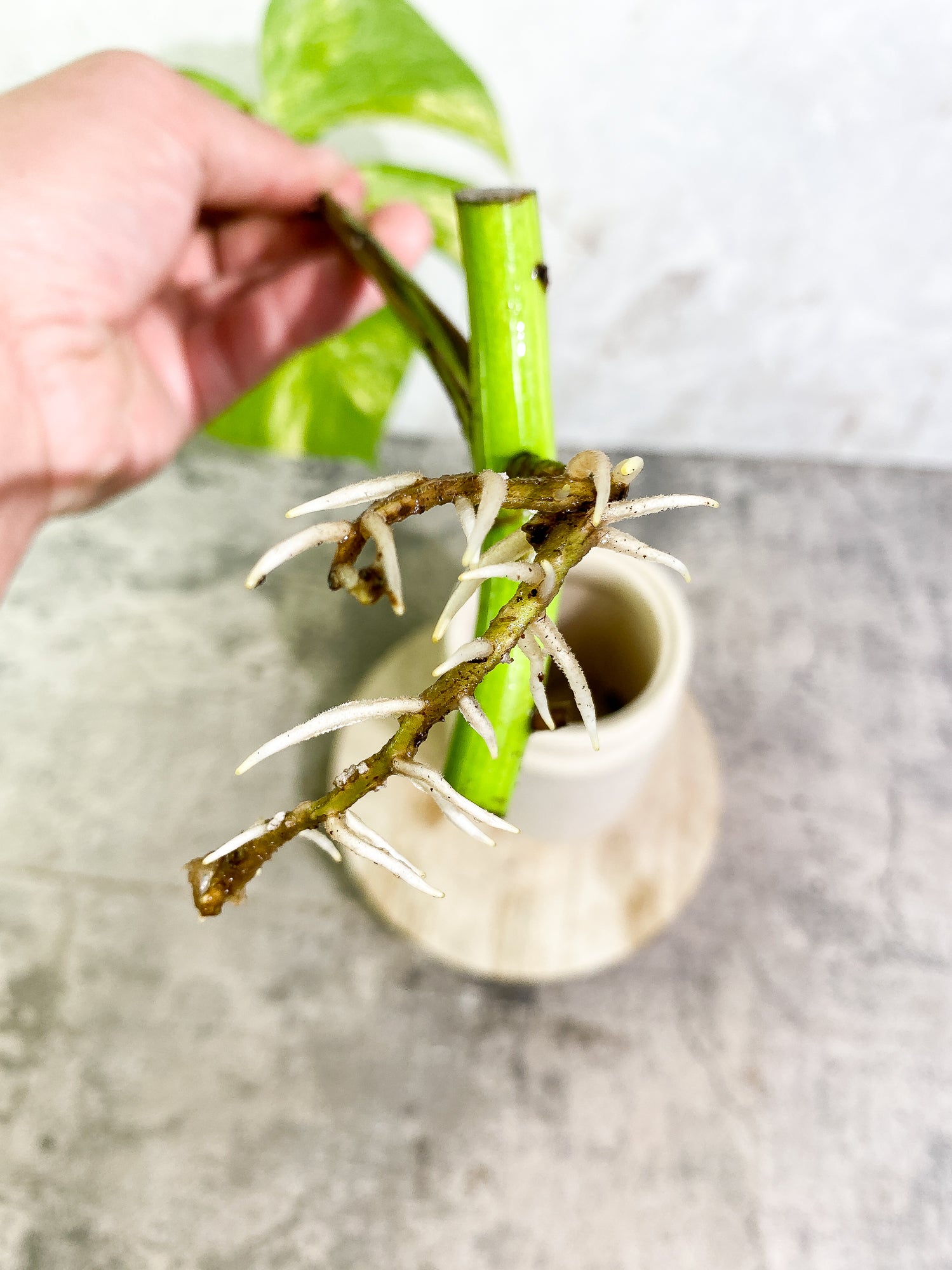 Monstera Aurea 1 leaf slightly rooted