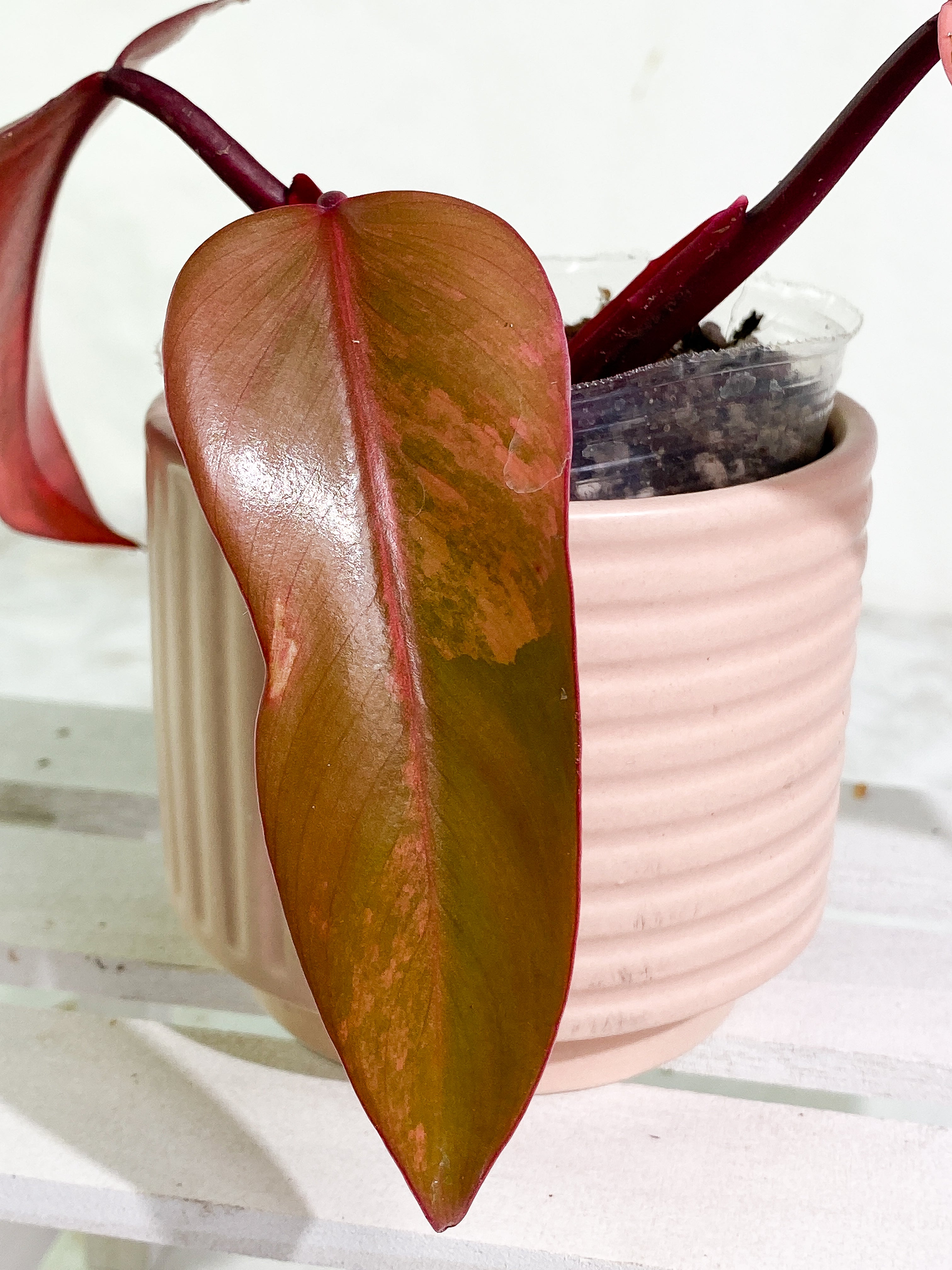 Philodendron Strawberry Shake 3 leaves Rooting