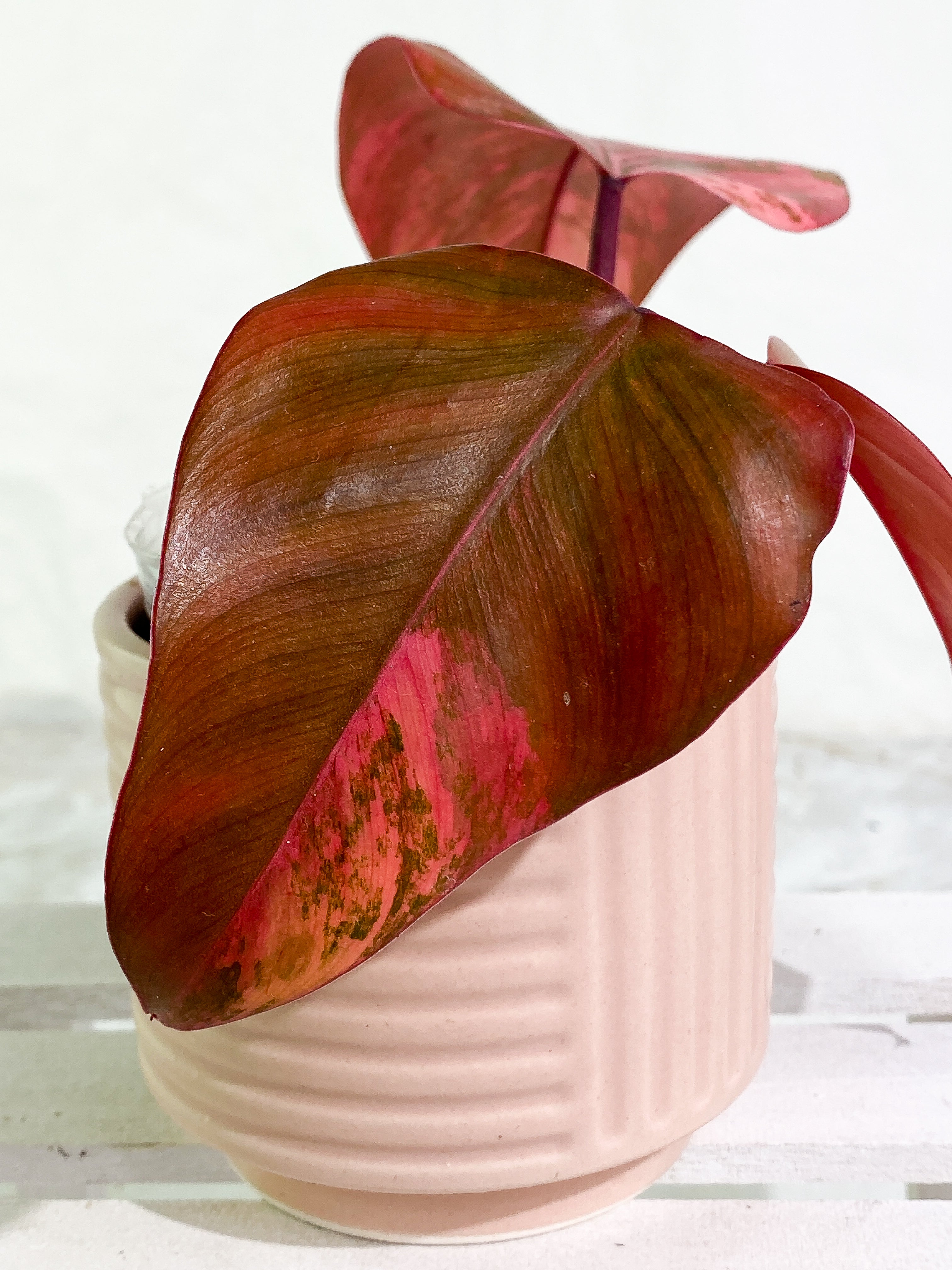 Philodendron Strawberry Shake 3 leaves Rooting